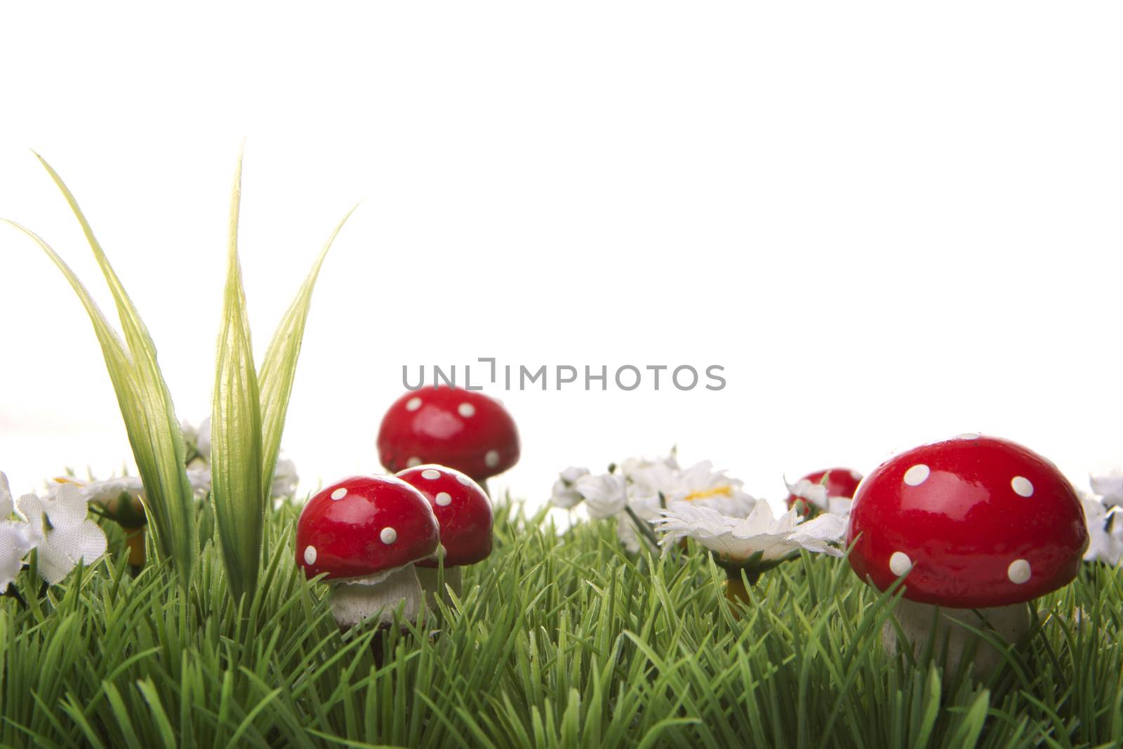 meadow with daisies and mushrooms on white