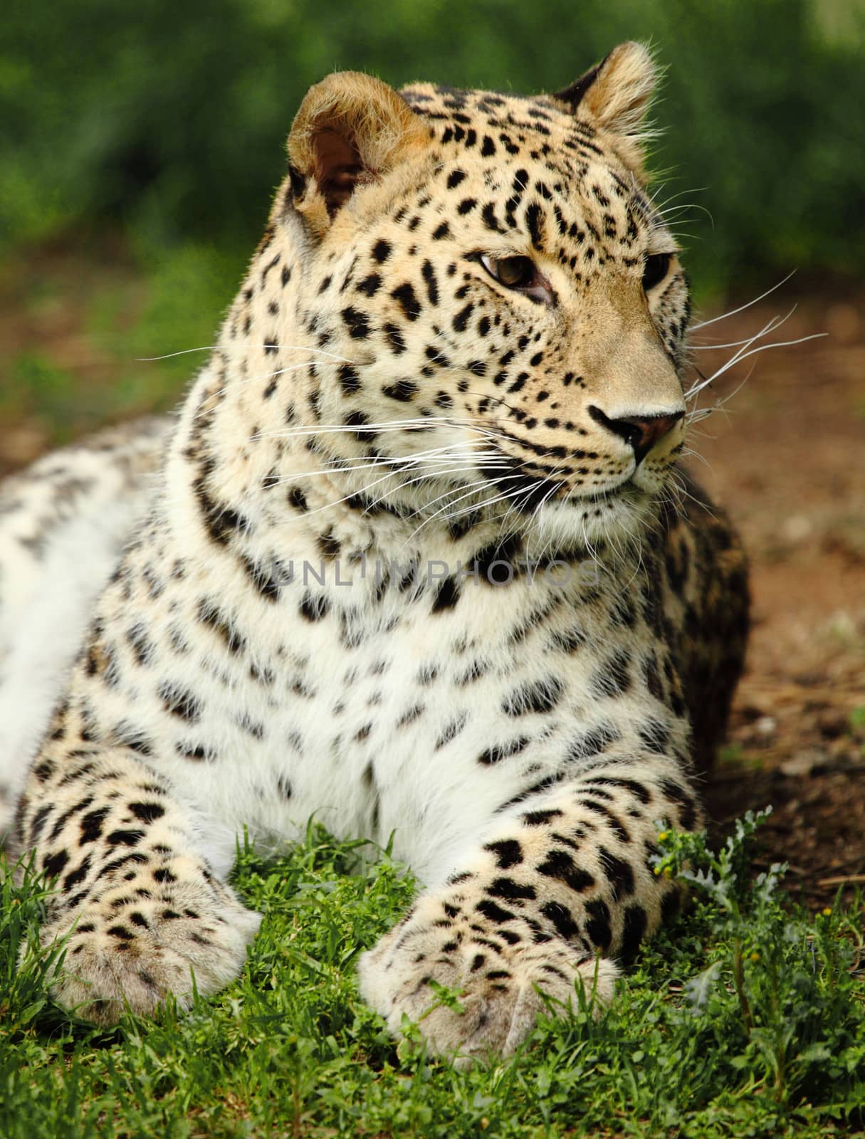 a beautiful leopard resting on the grass