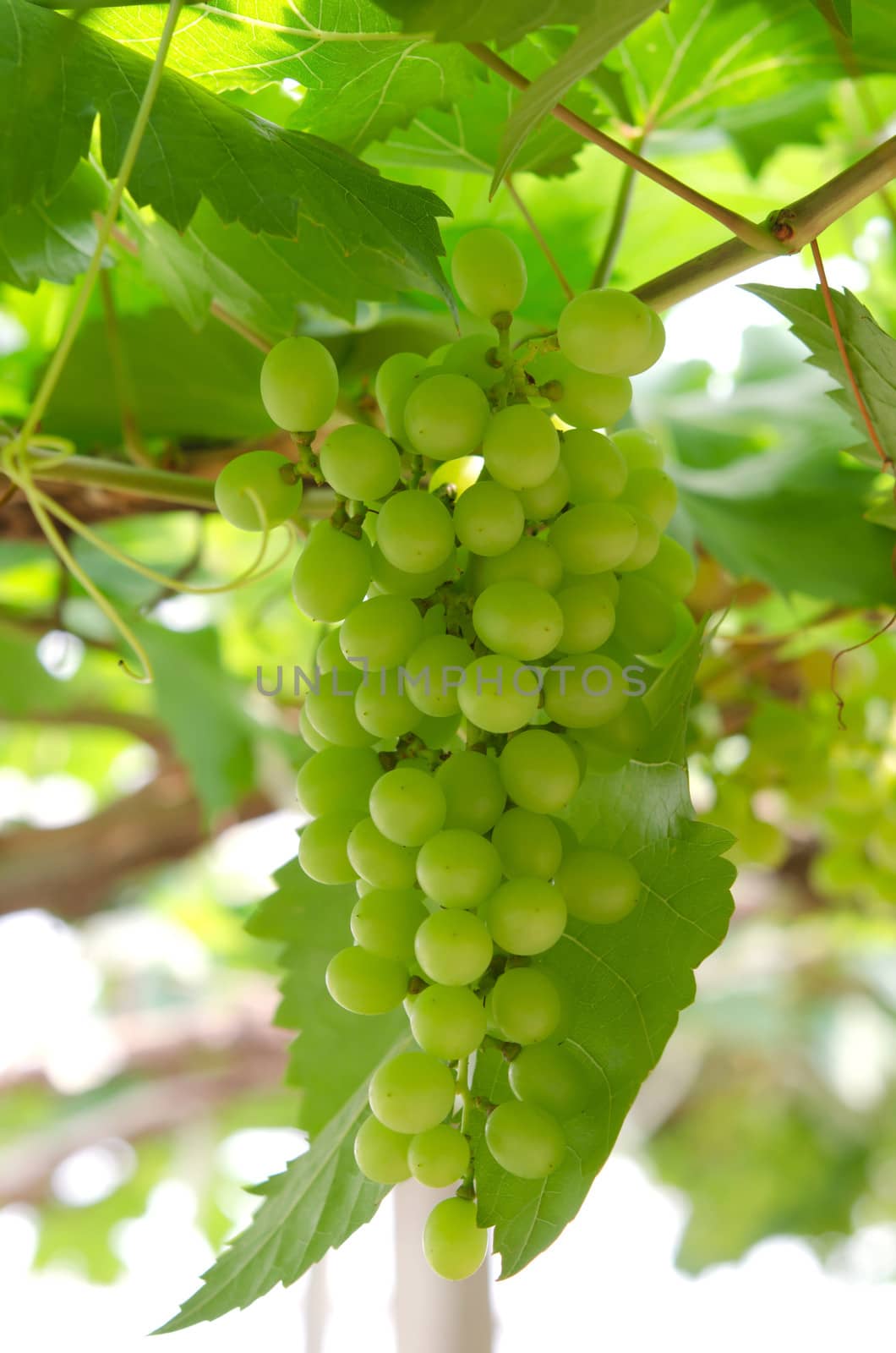 grapes with green leaves on the vine. fresh fruits