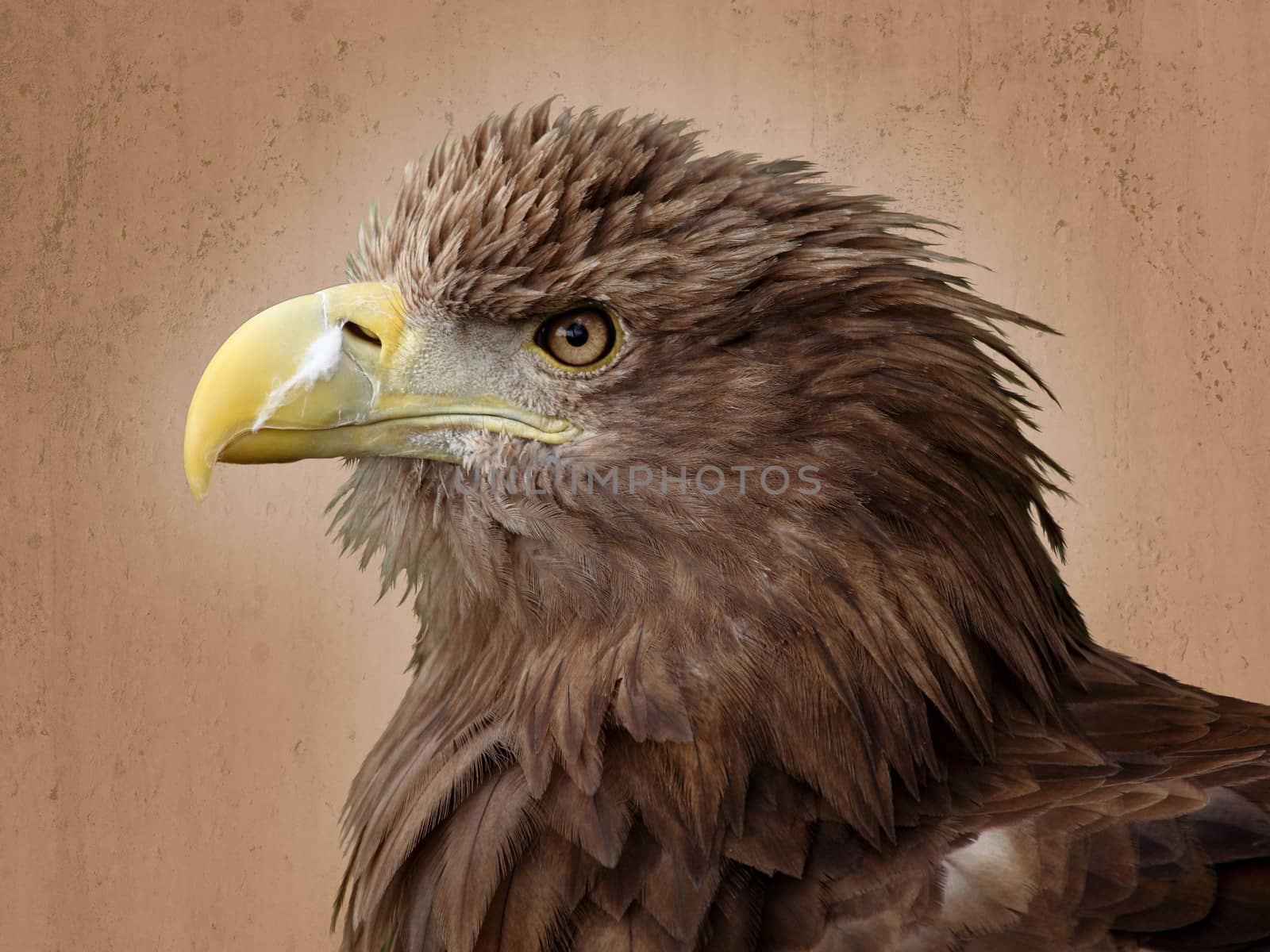 portrait of a beautiful european eagle