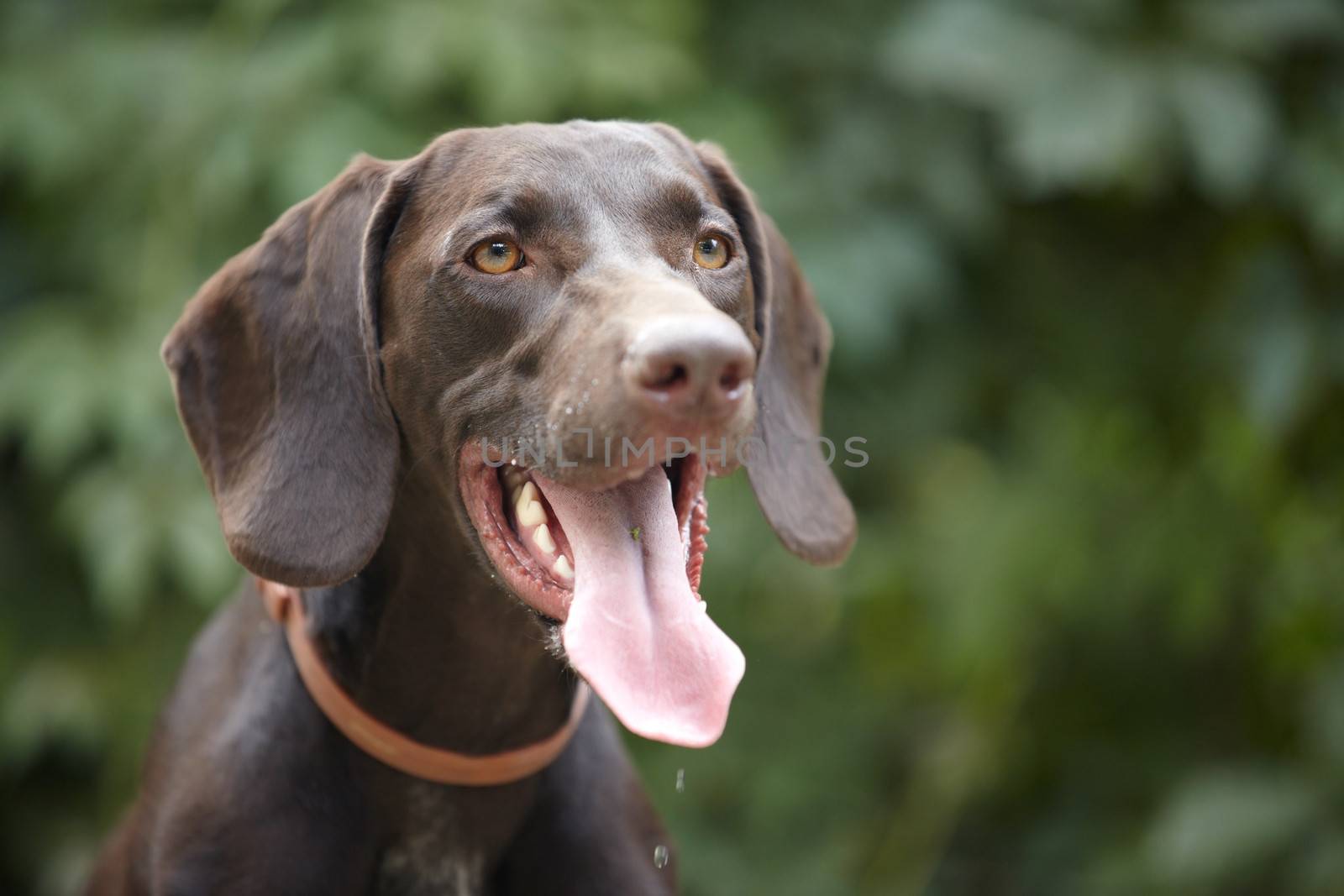 German short-haired pointer outdoors. Natural light and colors