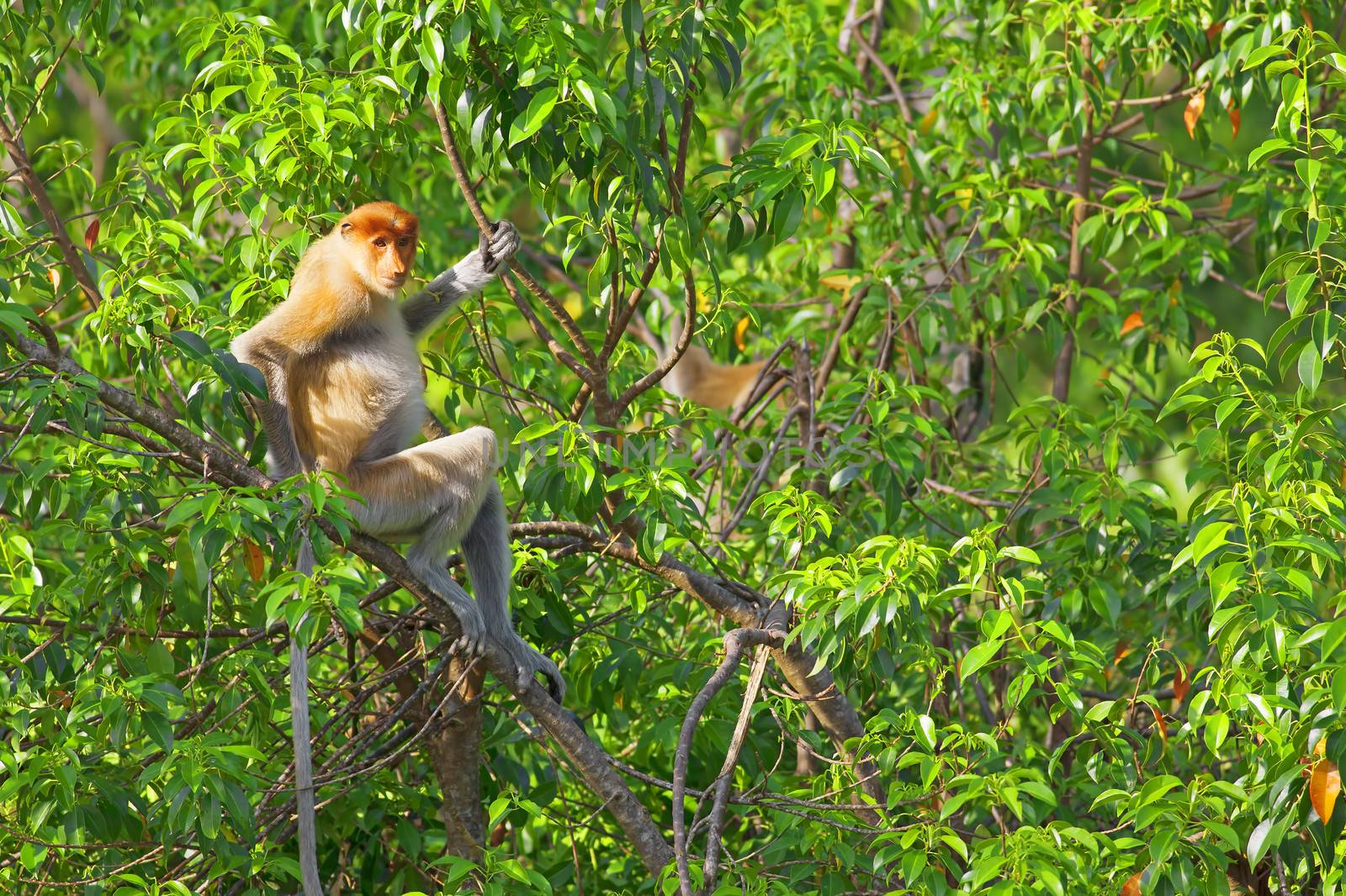 Proboscis monkey in the mangrove in Labuk Bay, Borneo