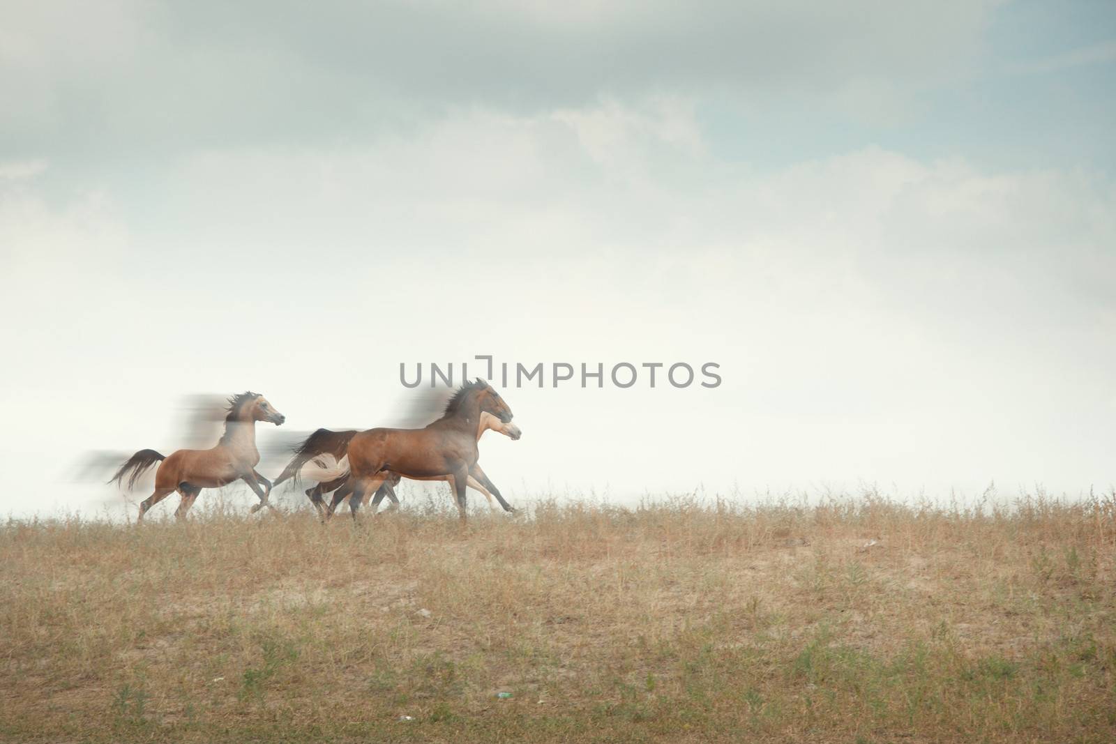 Three horses running in the field. Natural motion blur