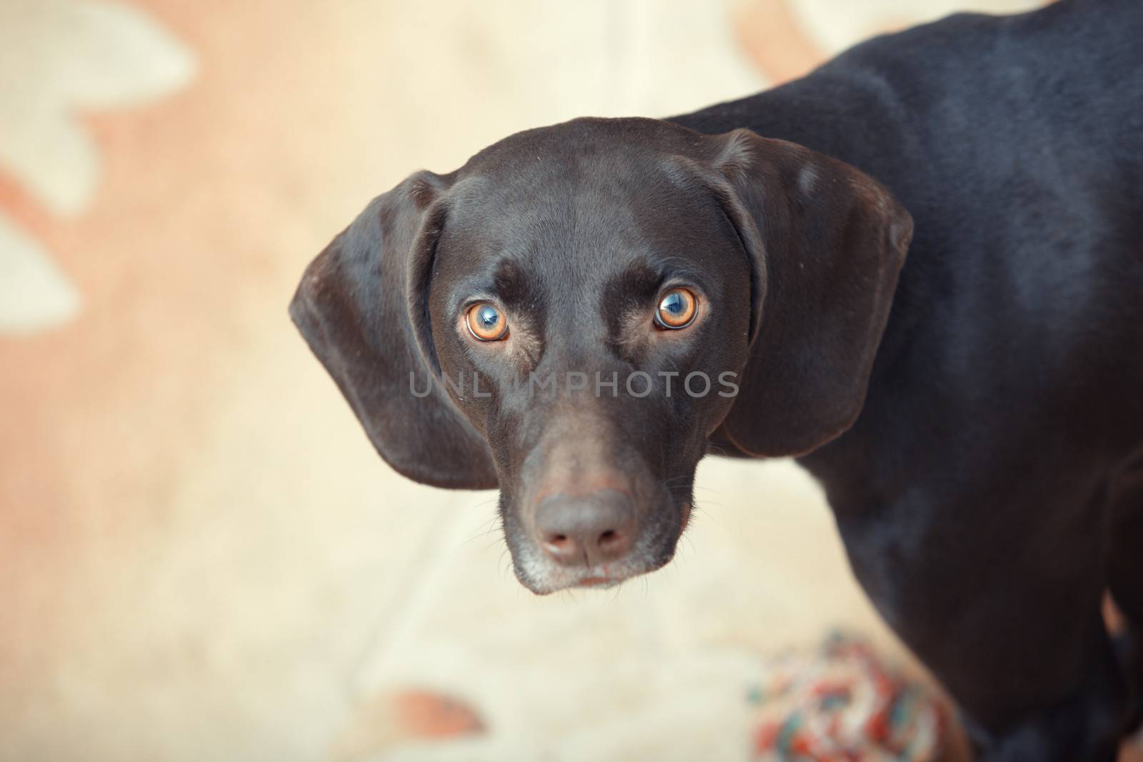 German short haired pointer known as Kurzkhaar sitting indoors