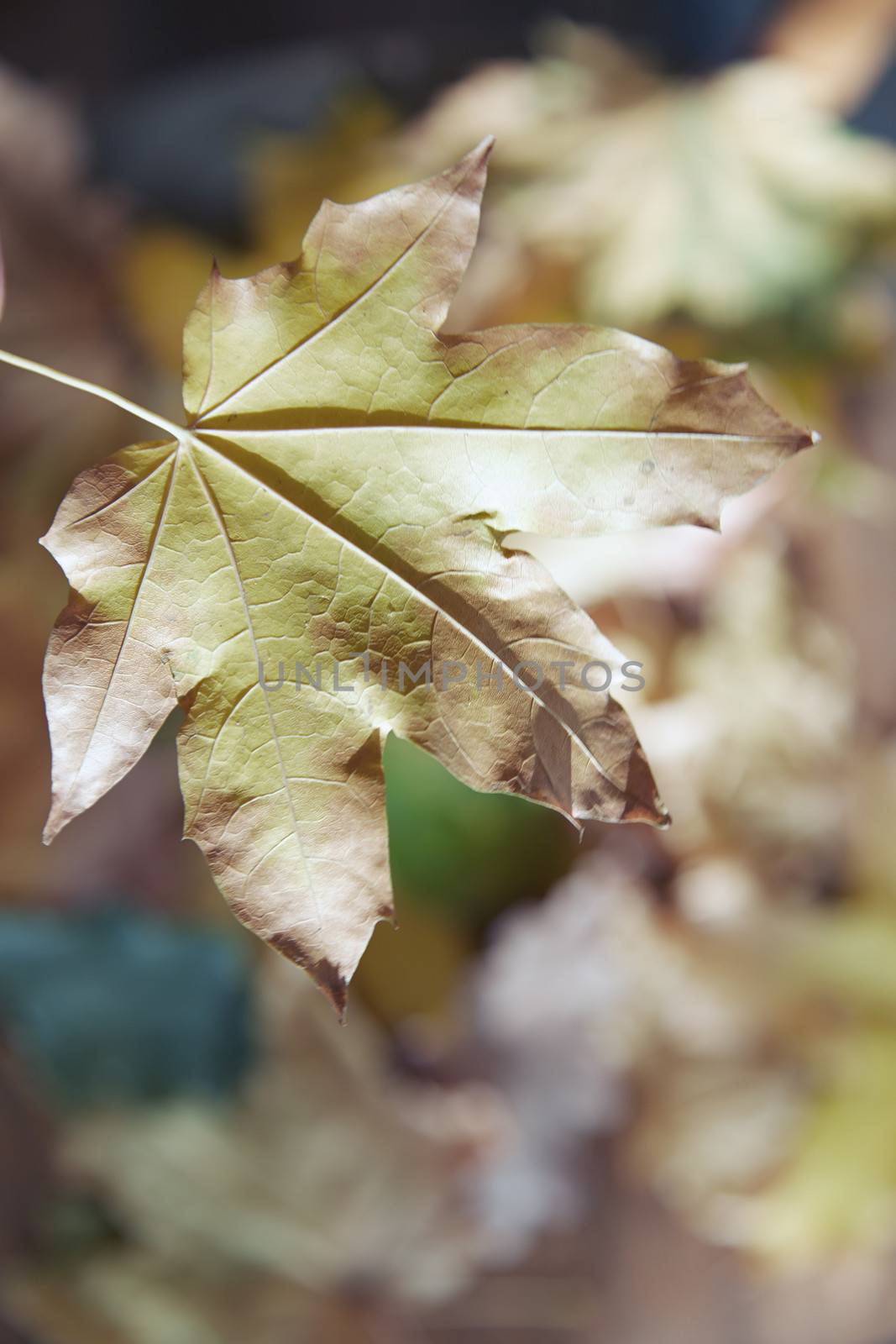 Close-up view on autumn leaf on defocused background