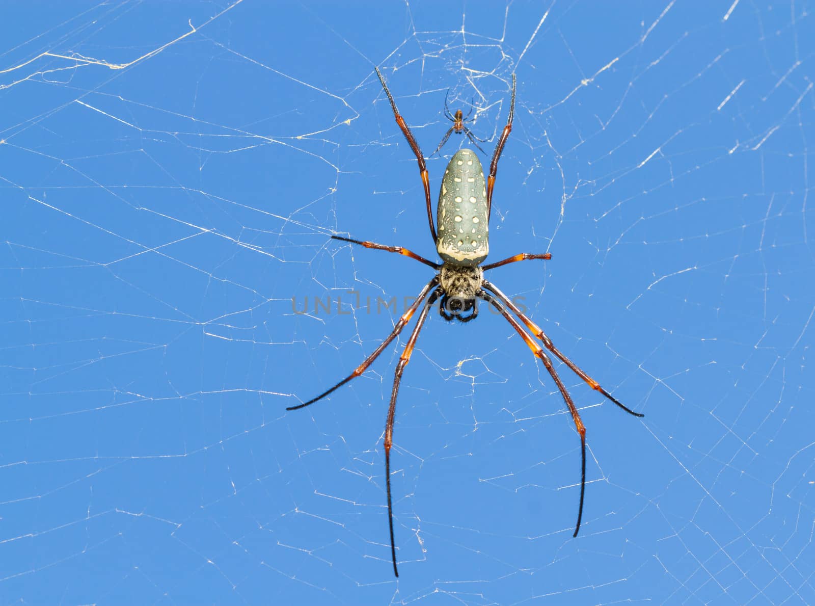 big and small spider on web with blue sky