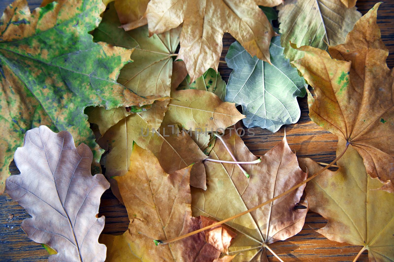Close-up view on autumn leaves of maple and oak