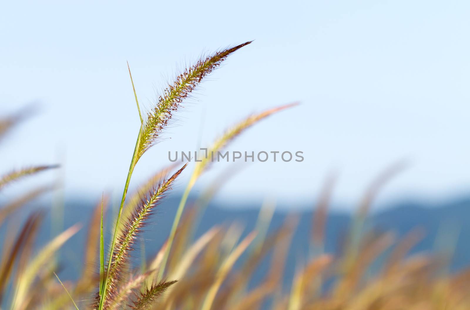 Purple fountain grass (Pennisetum pedicellatum Trin.) with blurred background