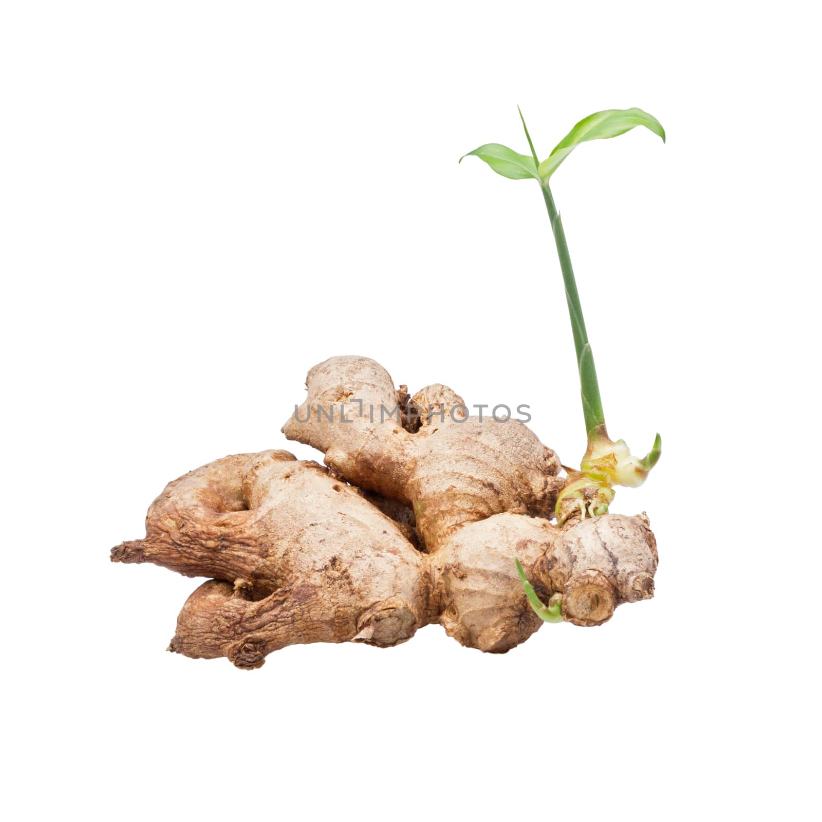 ginger with green seedling isolated on white