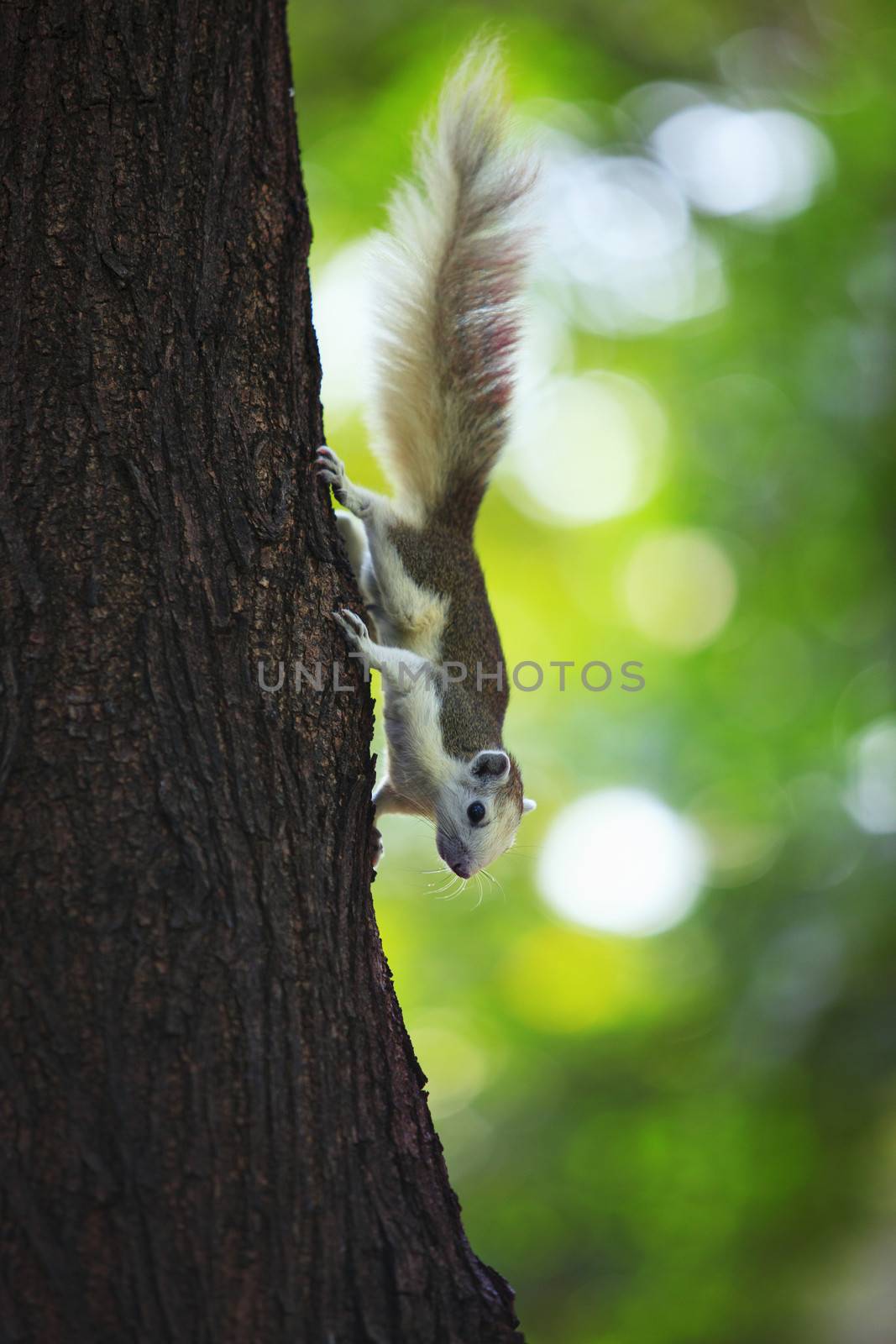 squirrel by khunaspix