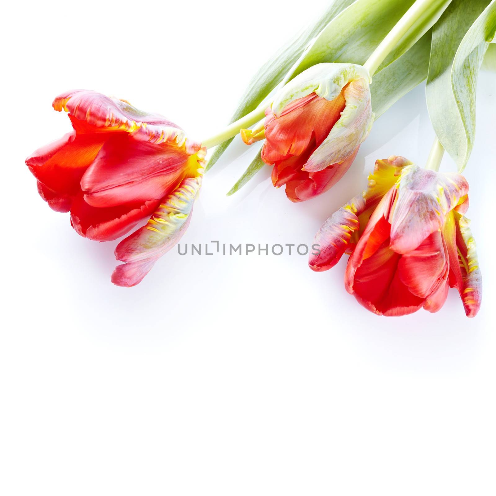 Bouquet of tulips. Spring flowers. Motley tulips. Red and yellow tulips.