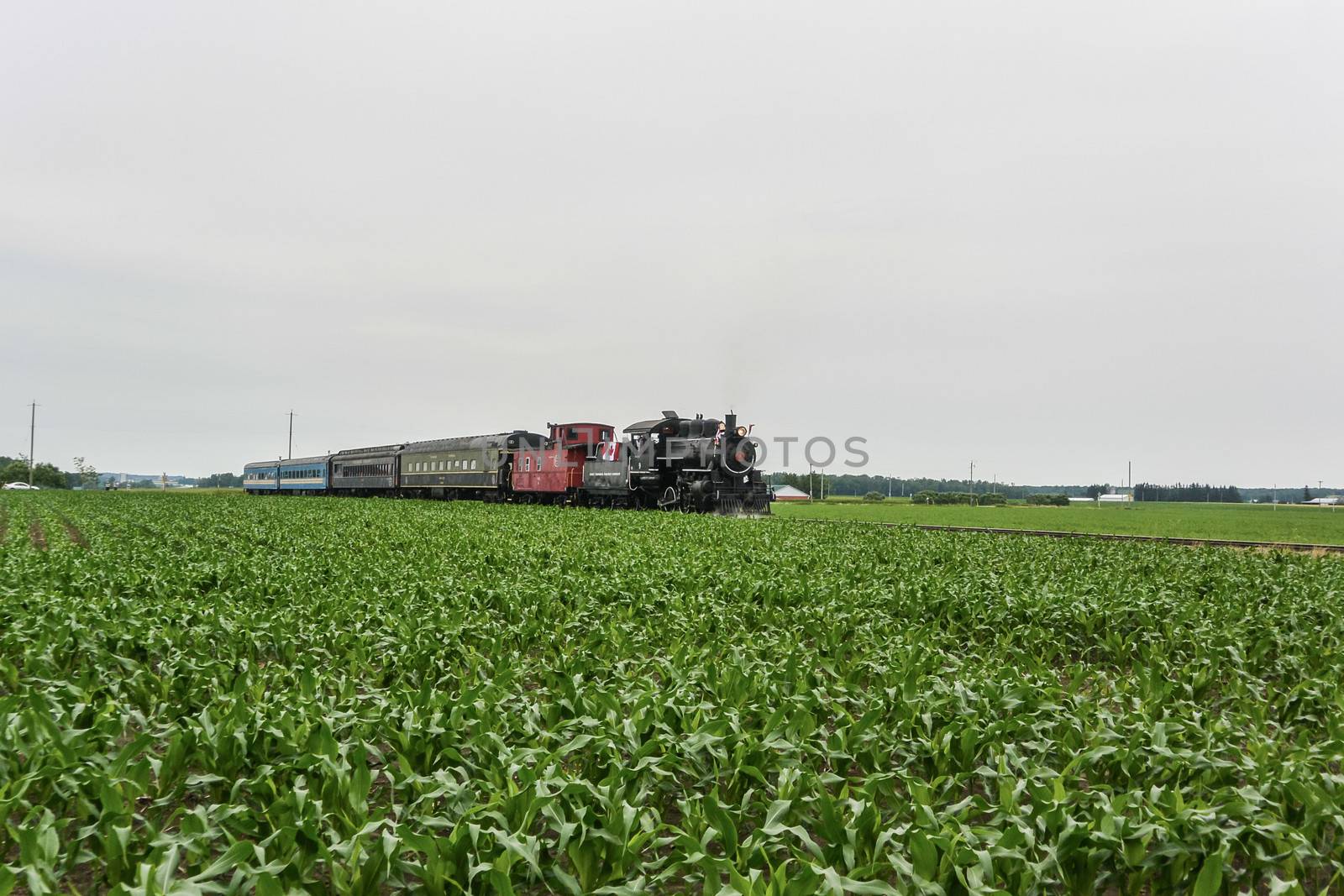 Train passing through a field  by IVYPHOTOS