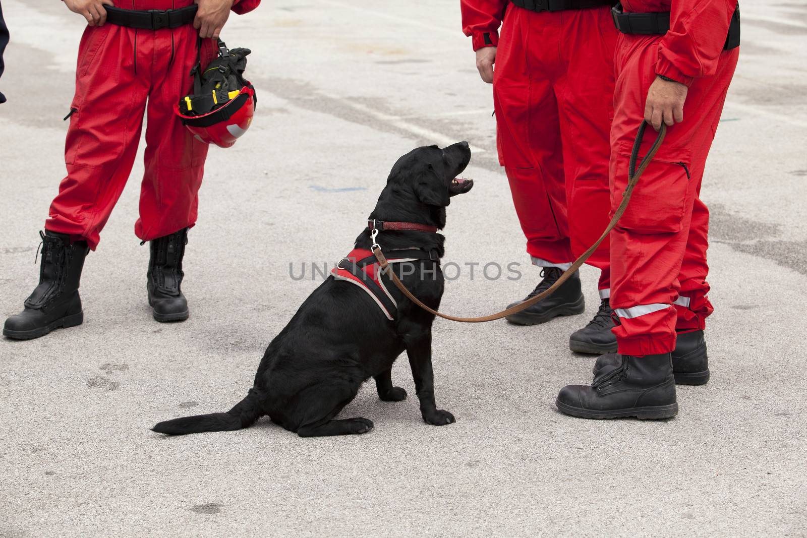 Rescue dog by wellphoto