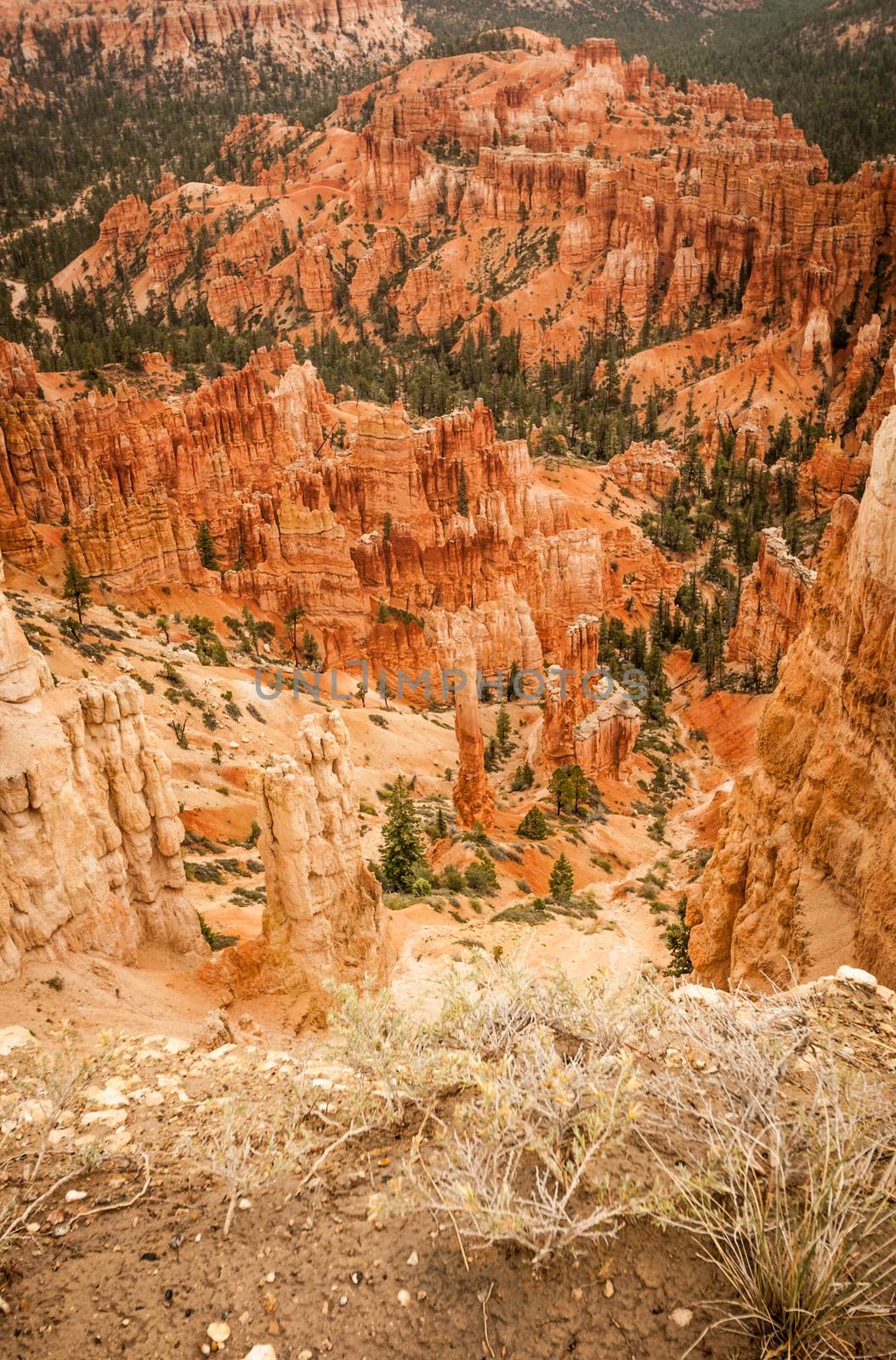 Canyon Bryce rocks and trees amphitheater west USA utah 2013