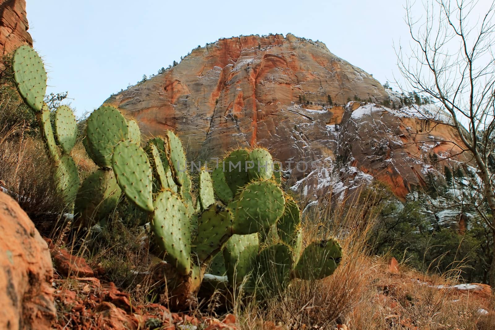 Landscape scenery of Zion National Park in southwest Utah