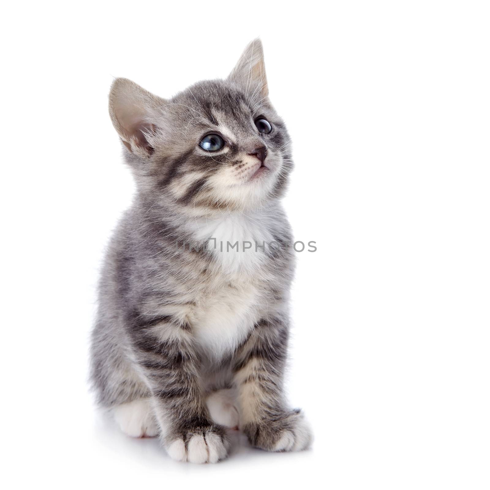 The gray striped kitten by Azaliya