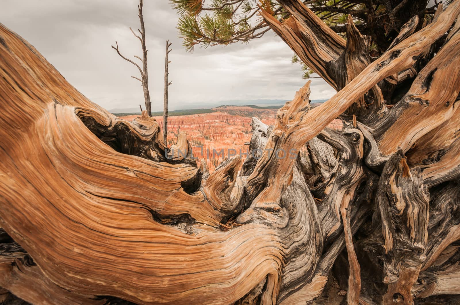 Canyon Bryce wood by weltreisendertj