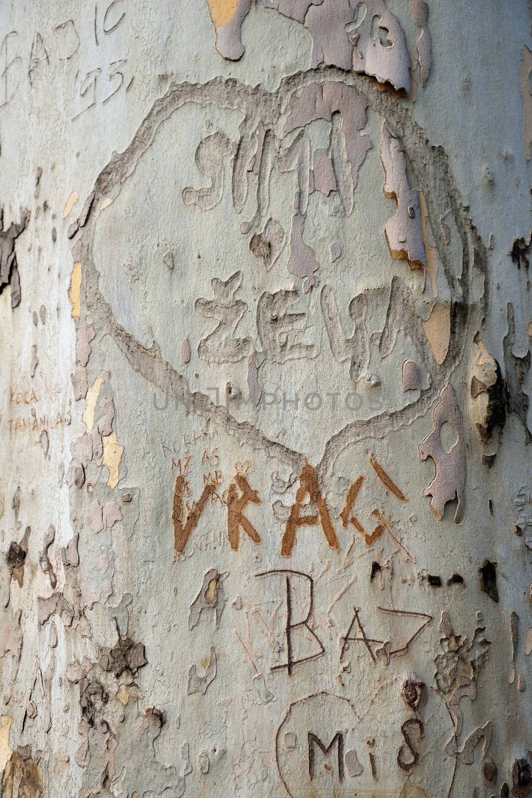 Heart shape with writing text on bark of tree, texture background