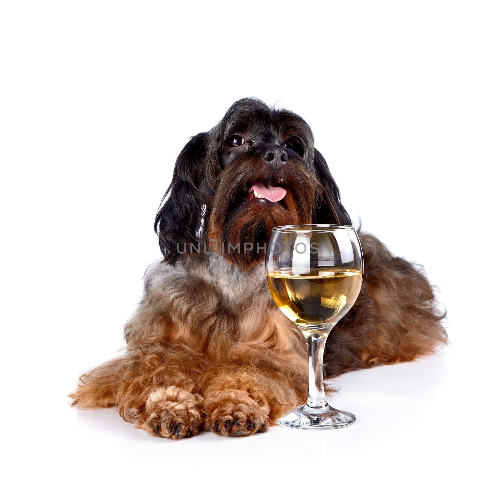 Dog with a wine glass. Small doggie. Decorative thoroughbred dog. Puppy of the Petersburg orchid. Shaggy doggie.