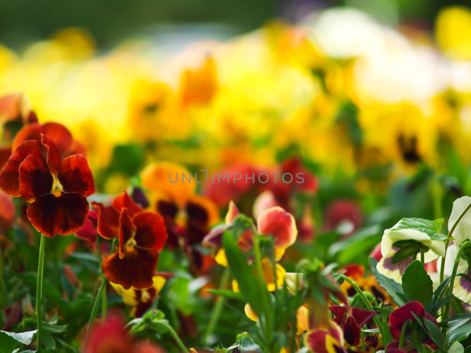 Colorful flower field background by gururugu