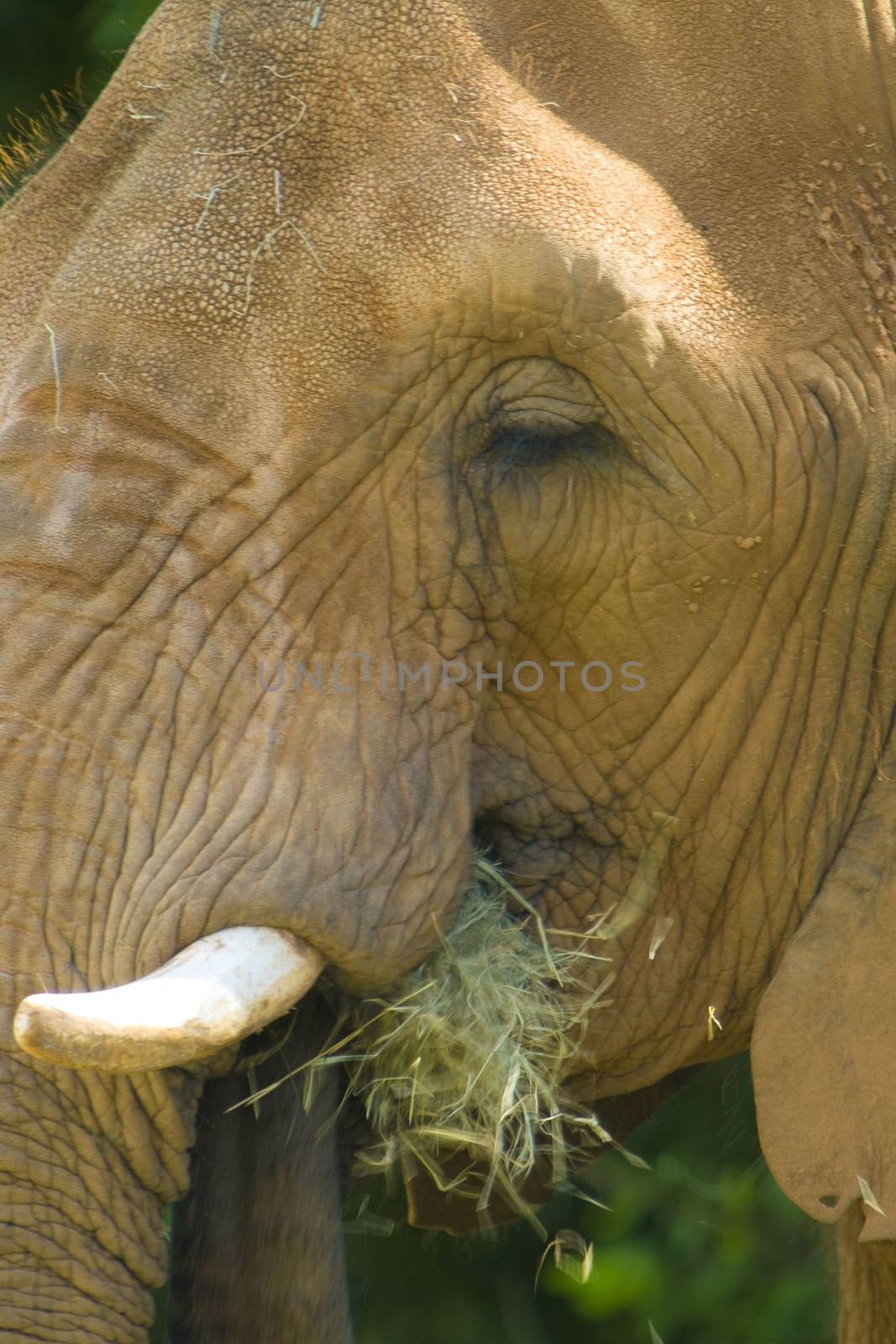 African Elephant by CelsoDiniz