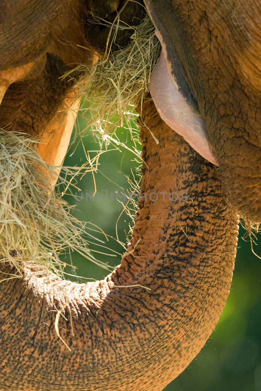 Close-up of an African elephant's (Loxodonta africana) mouth