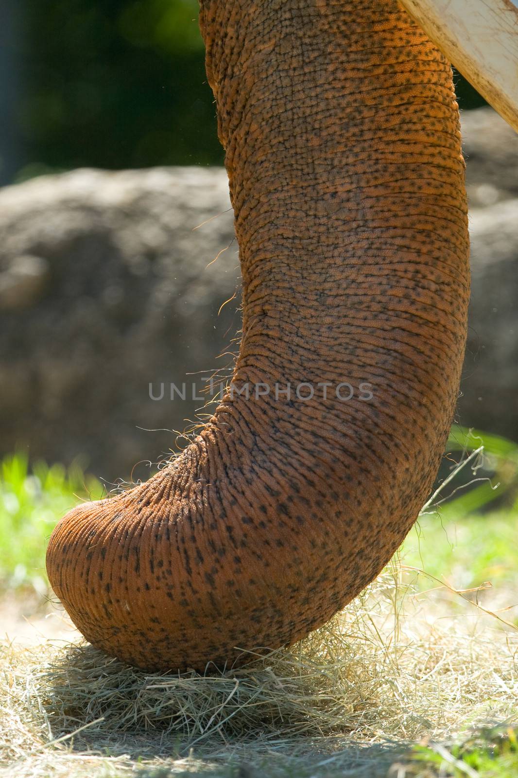 Details of long snout of an African elephant's (Loxodonta africana)