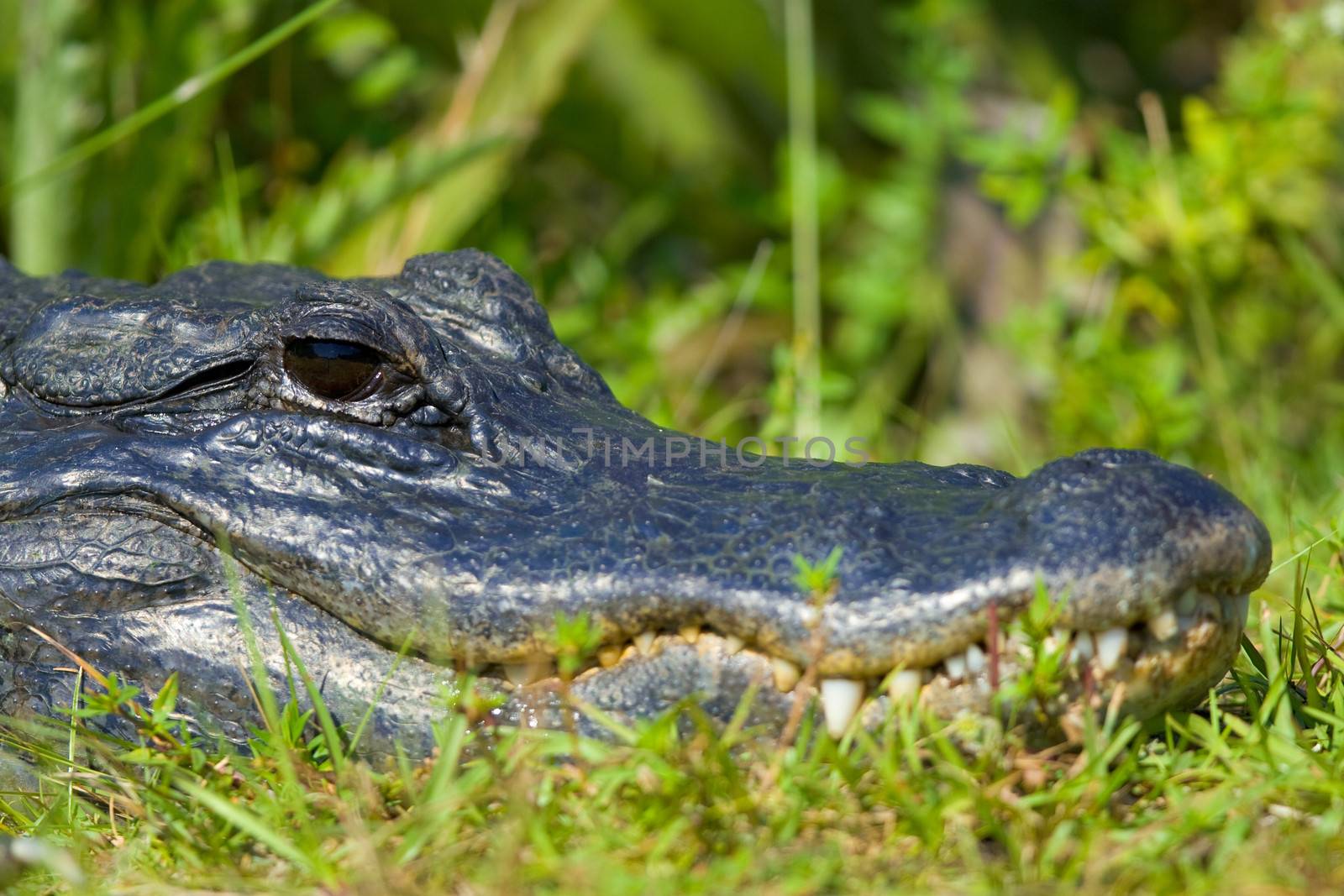 Close-up of eye of an alligator, Everglades National Park, Florida, USA
