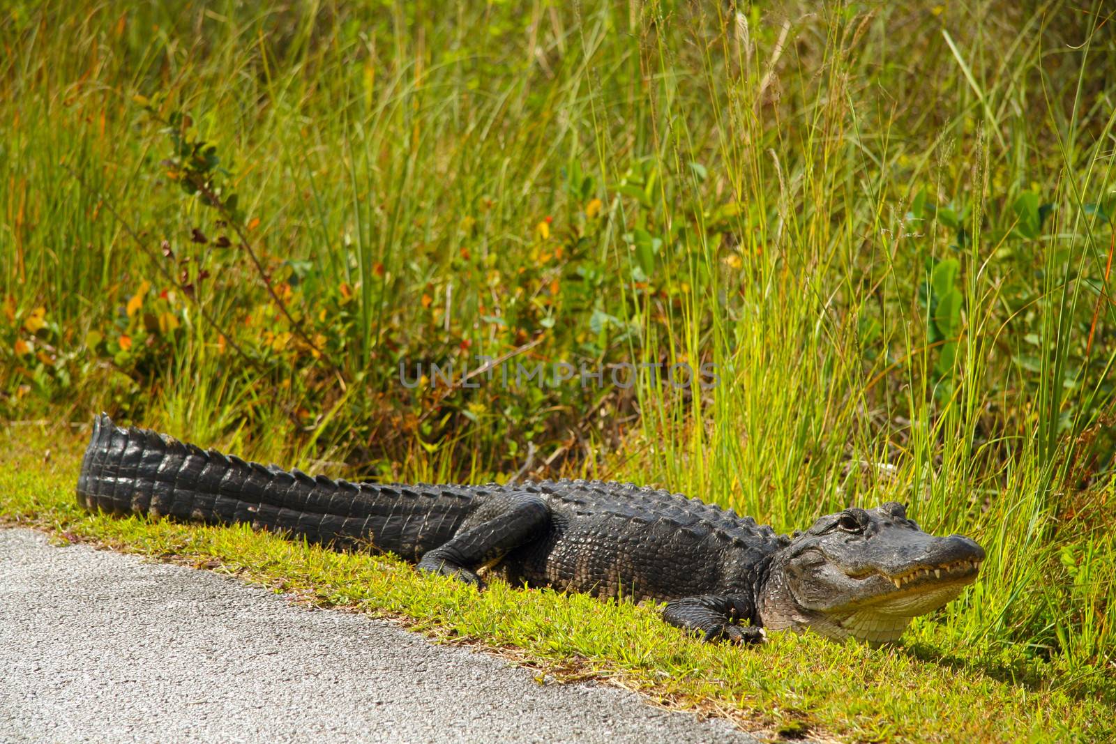 American alligator walking in the sun by the side of the road near the Everglades in Florida, US.
