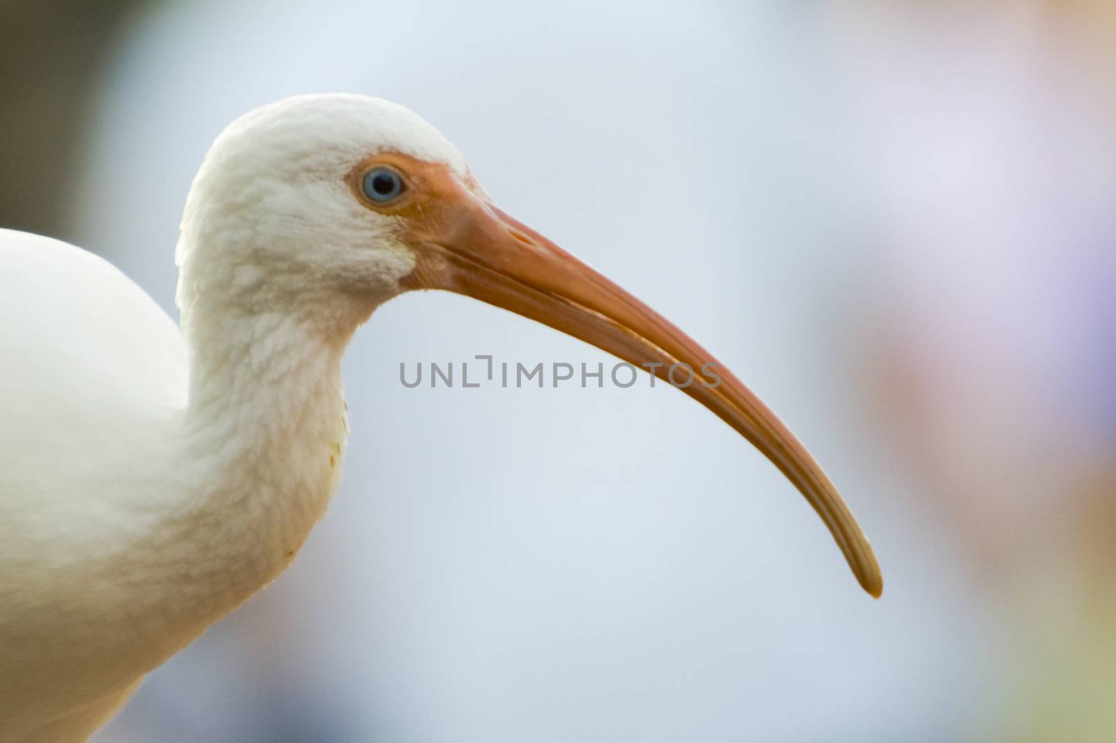 American White Ibis by CelsoDiniz