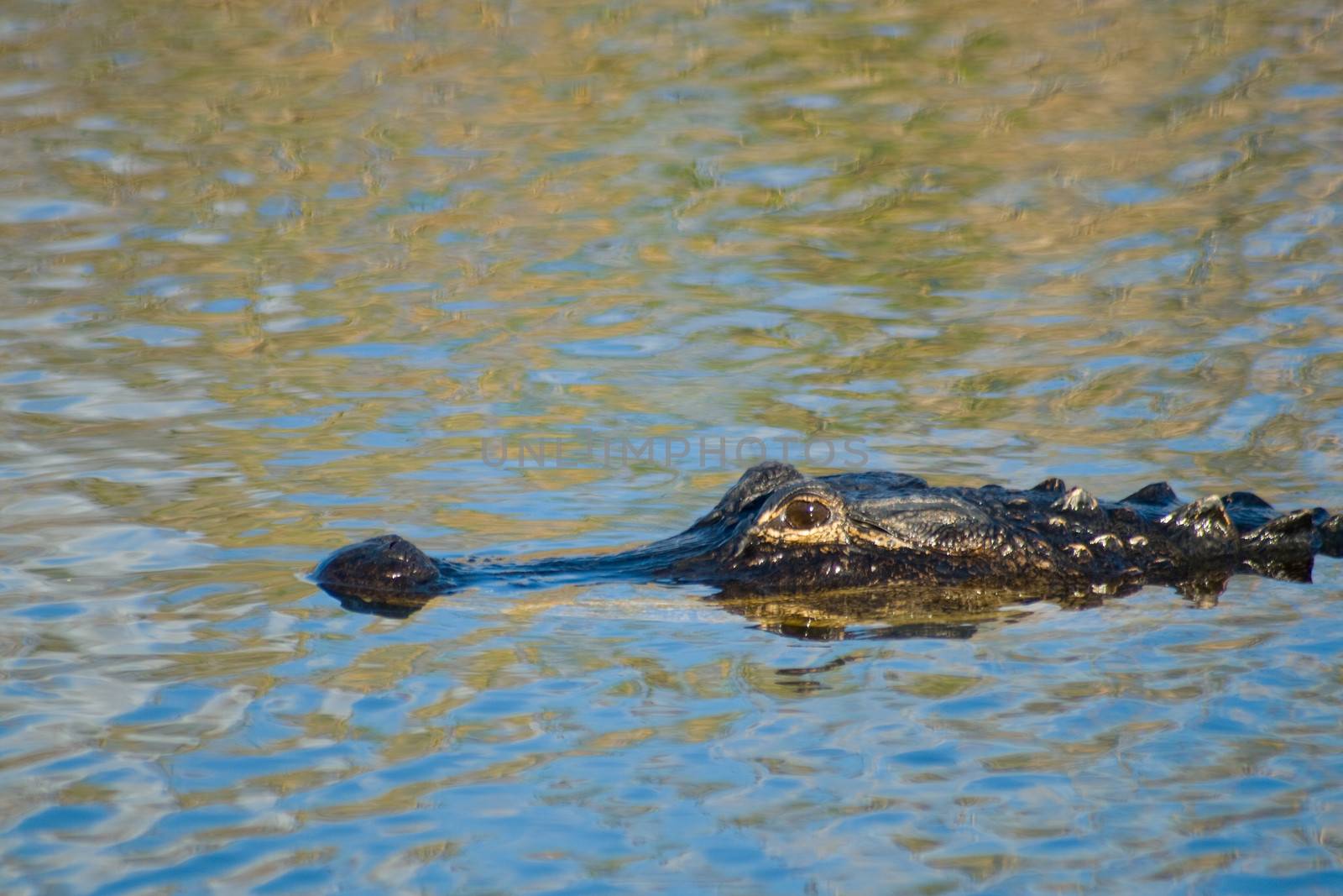 American alligator (Alligator mississippiensis) swimming in the lake, Everglades National Park, Miami, Miami-Dade County, Florida, USA