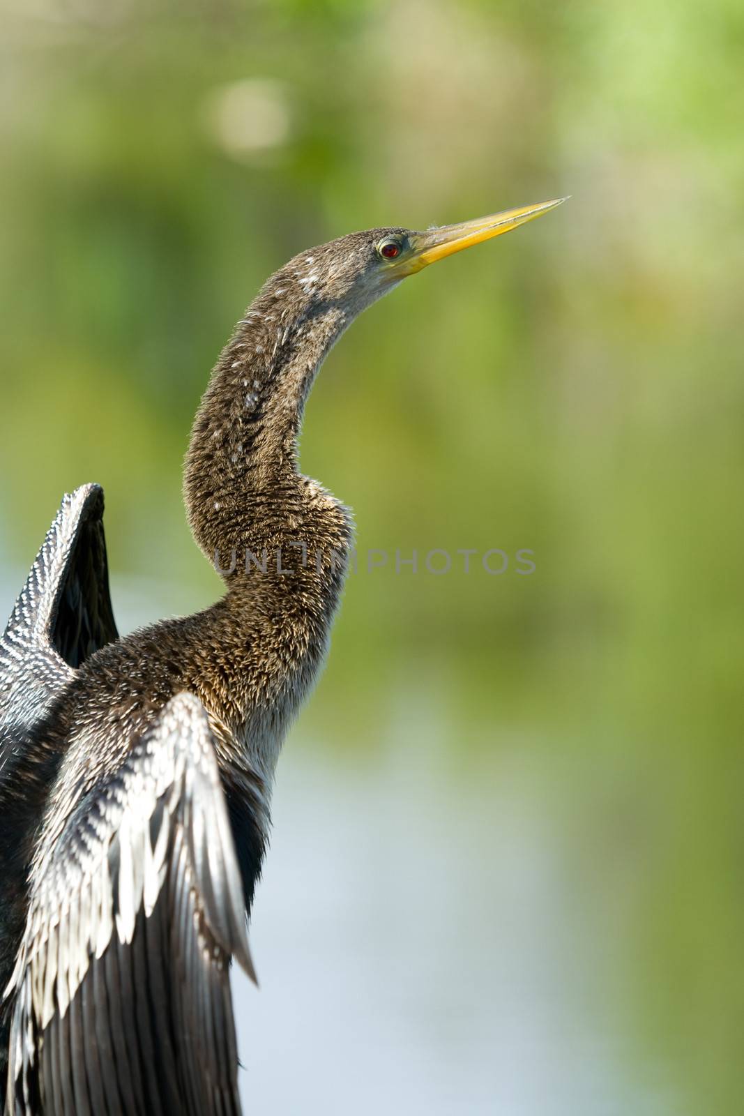 Anhinga Bird, Florida Everglades by CelsoDiniz