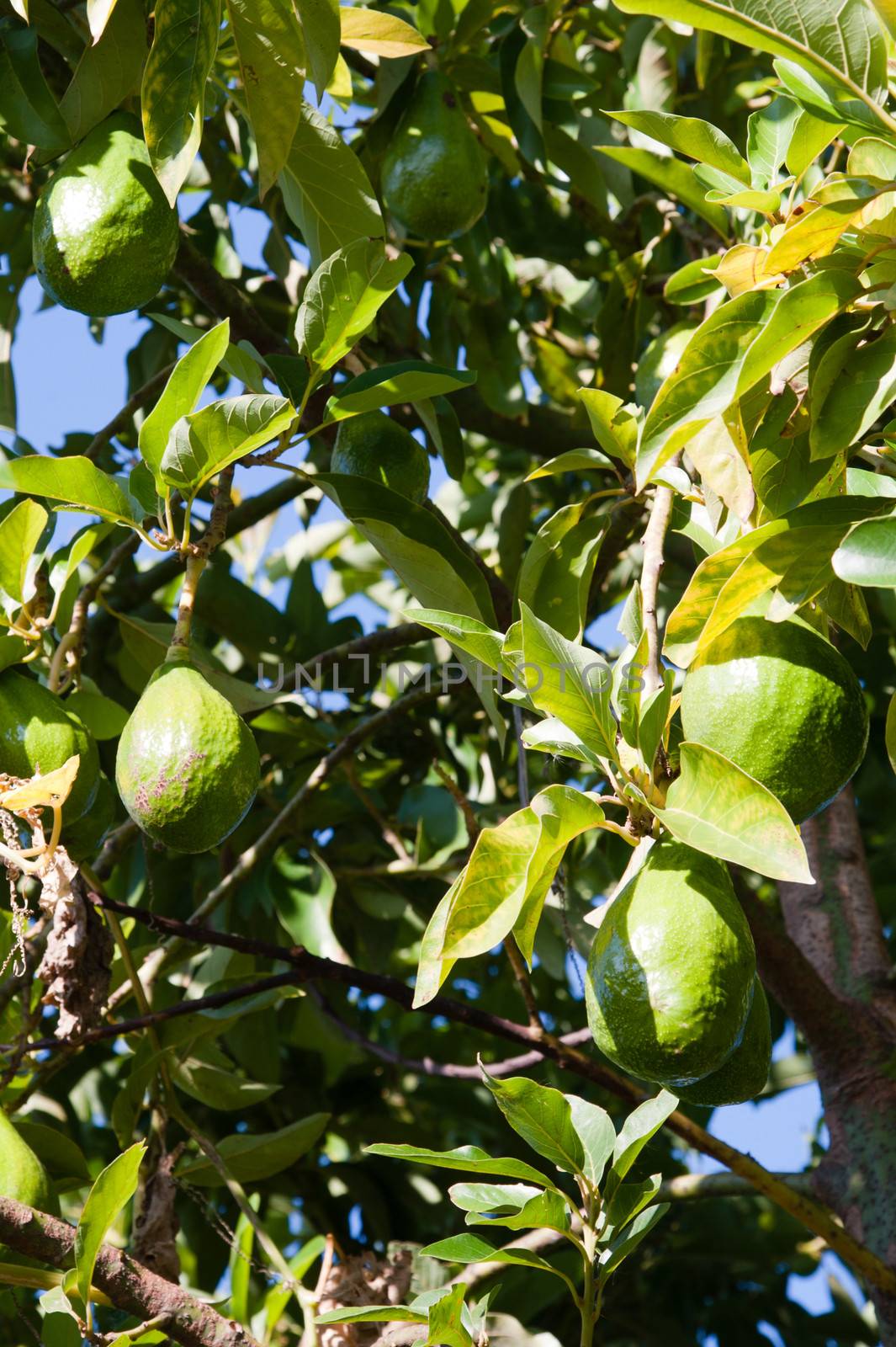 Avocados on a tree, Brazil