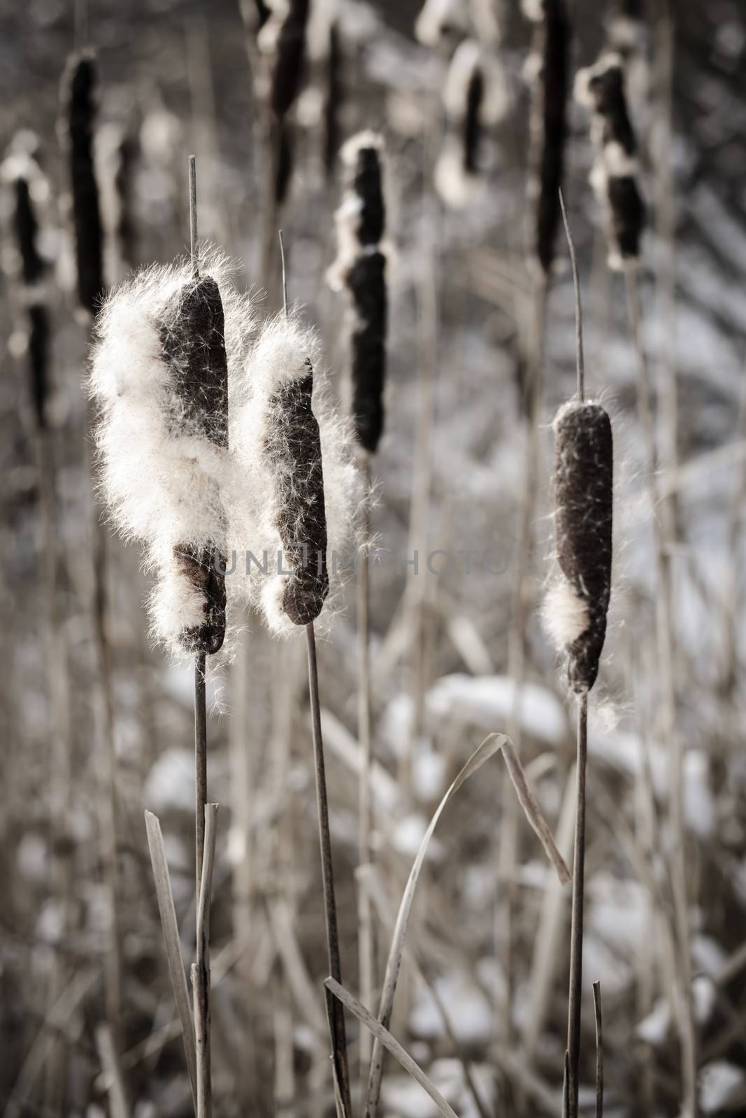 Cattails in winter by elenathewise