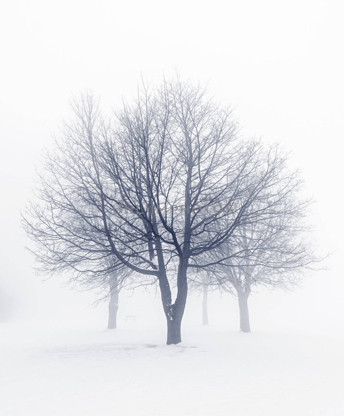 Winter scene of leafless trees in fog