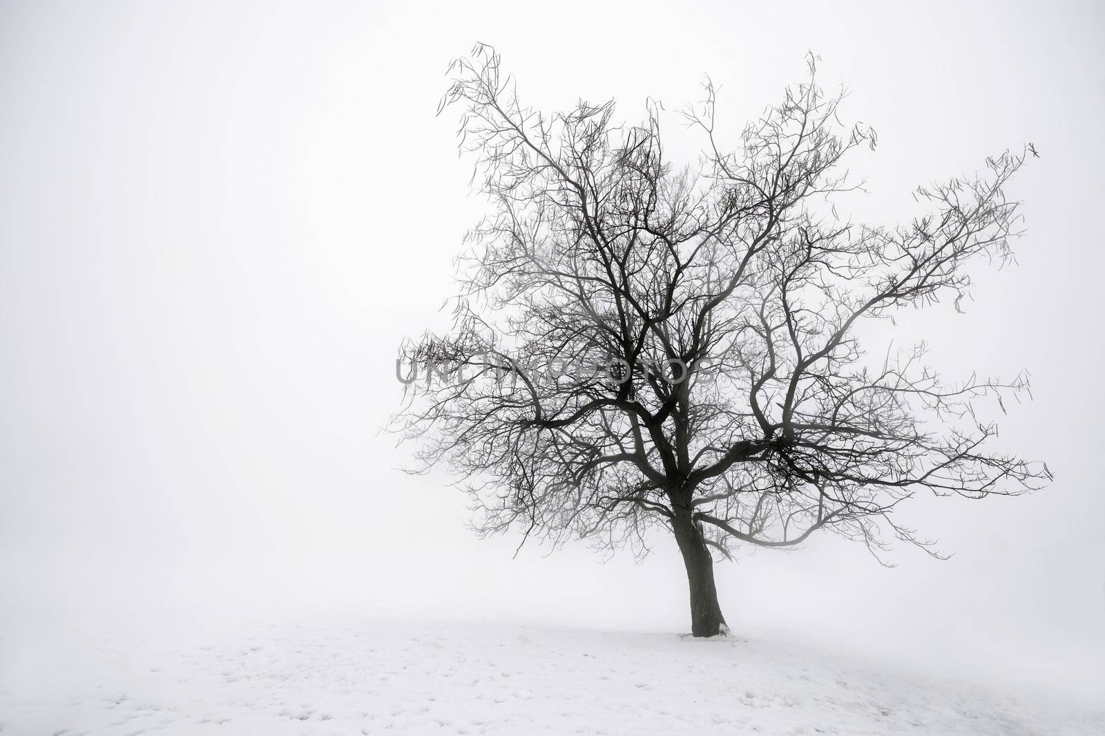 Winter tree in fog by elenathewise