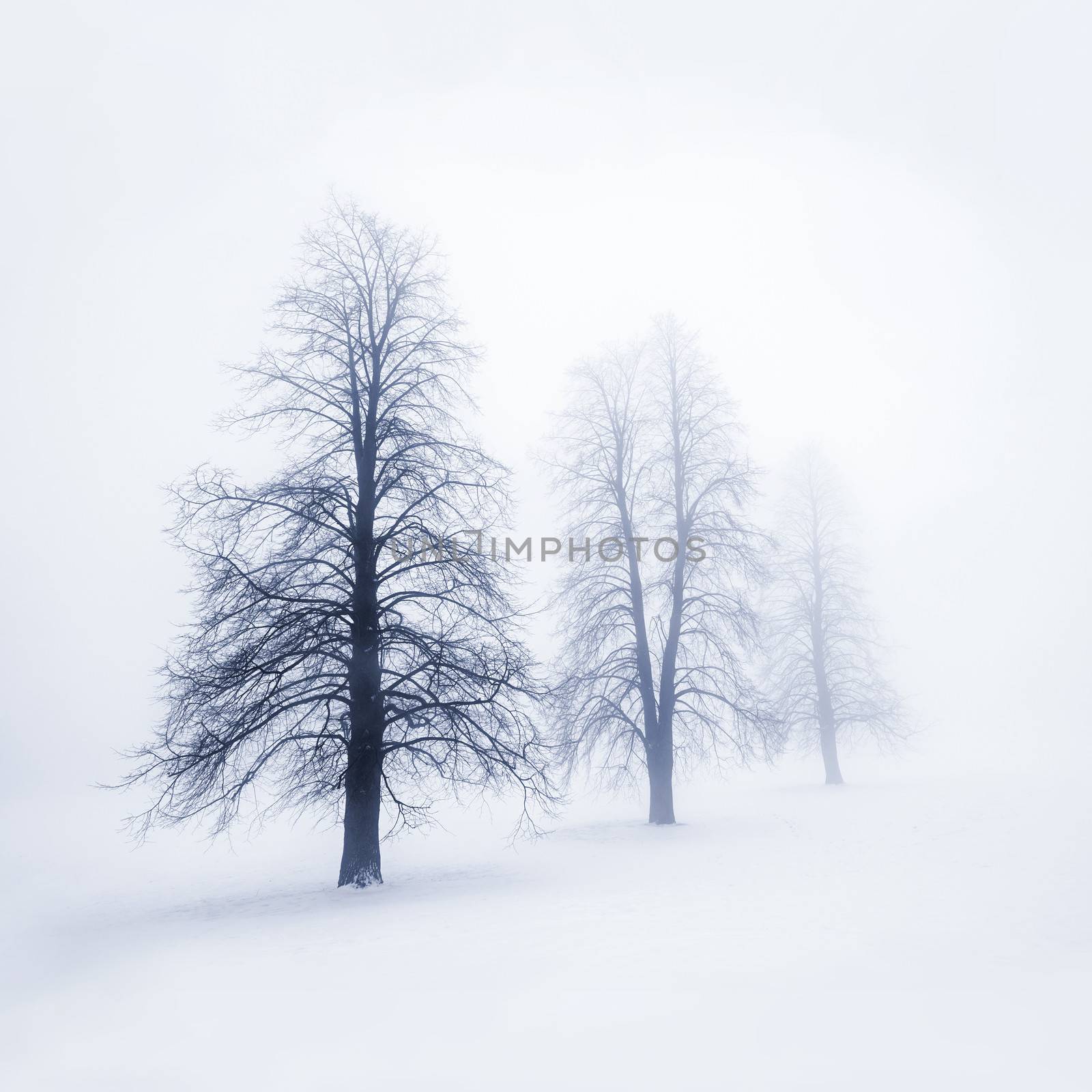 Winter trees in fog by elenathewise