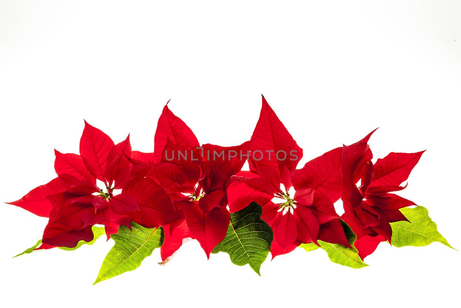 Christmas arrangement with red poinsettia plants isolated on white background