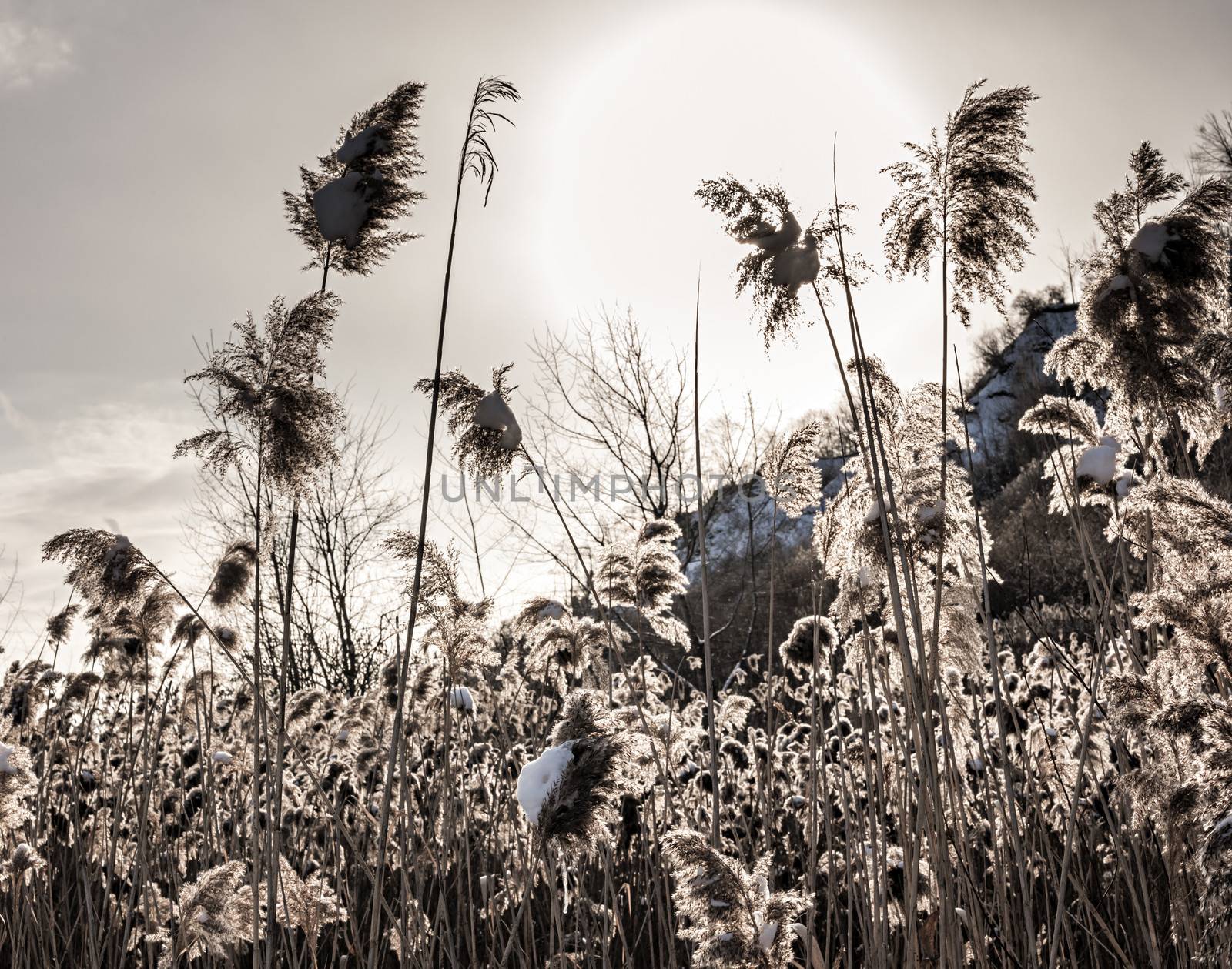Backlit winter reeds by elenathewise
