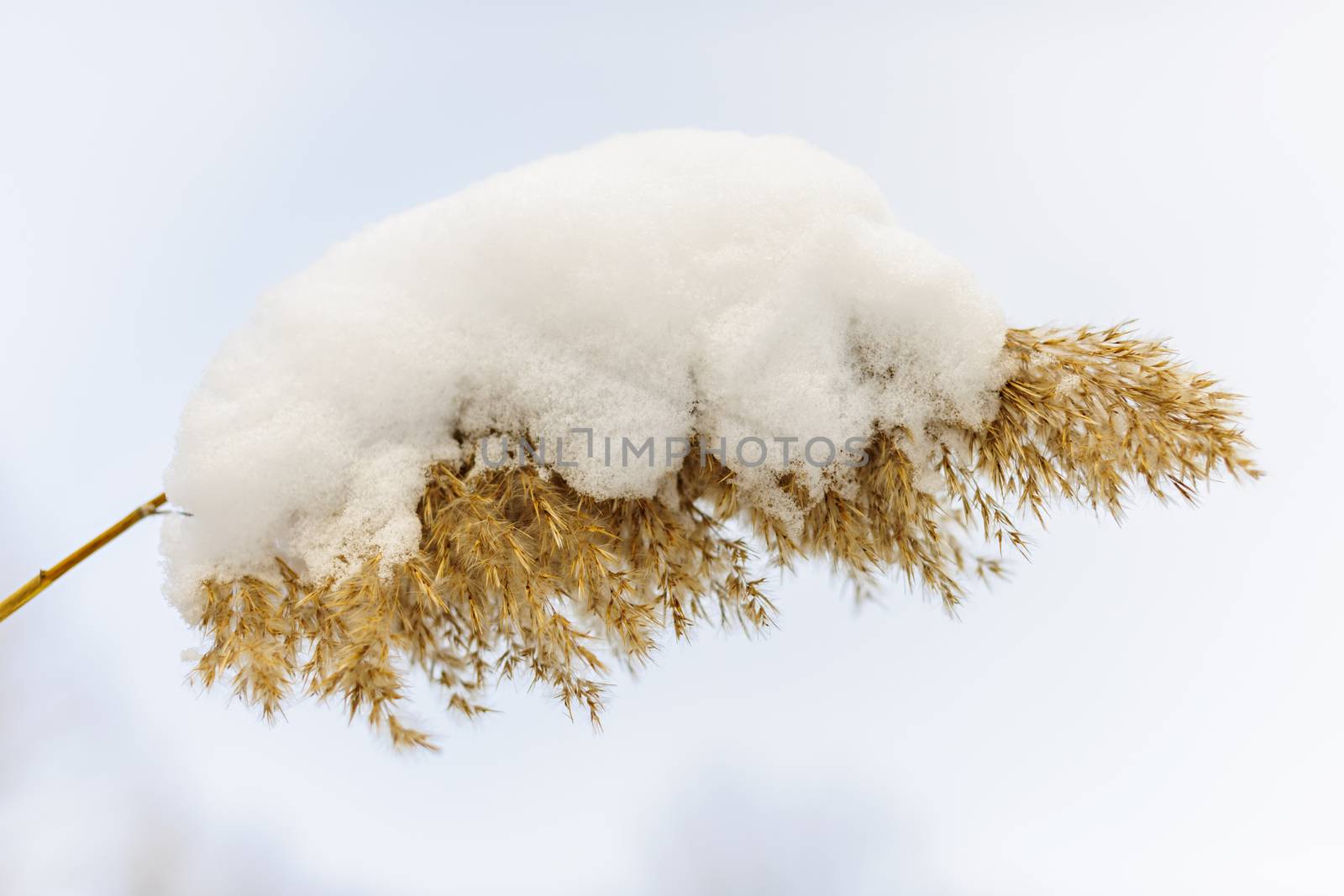 Dry reed covered with snow in winter closeup