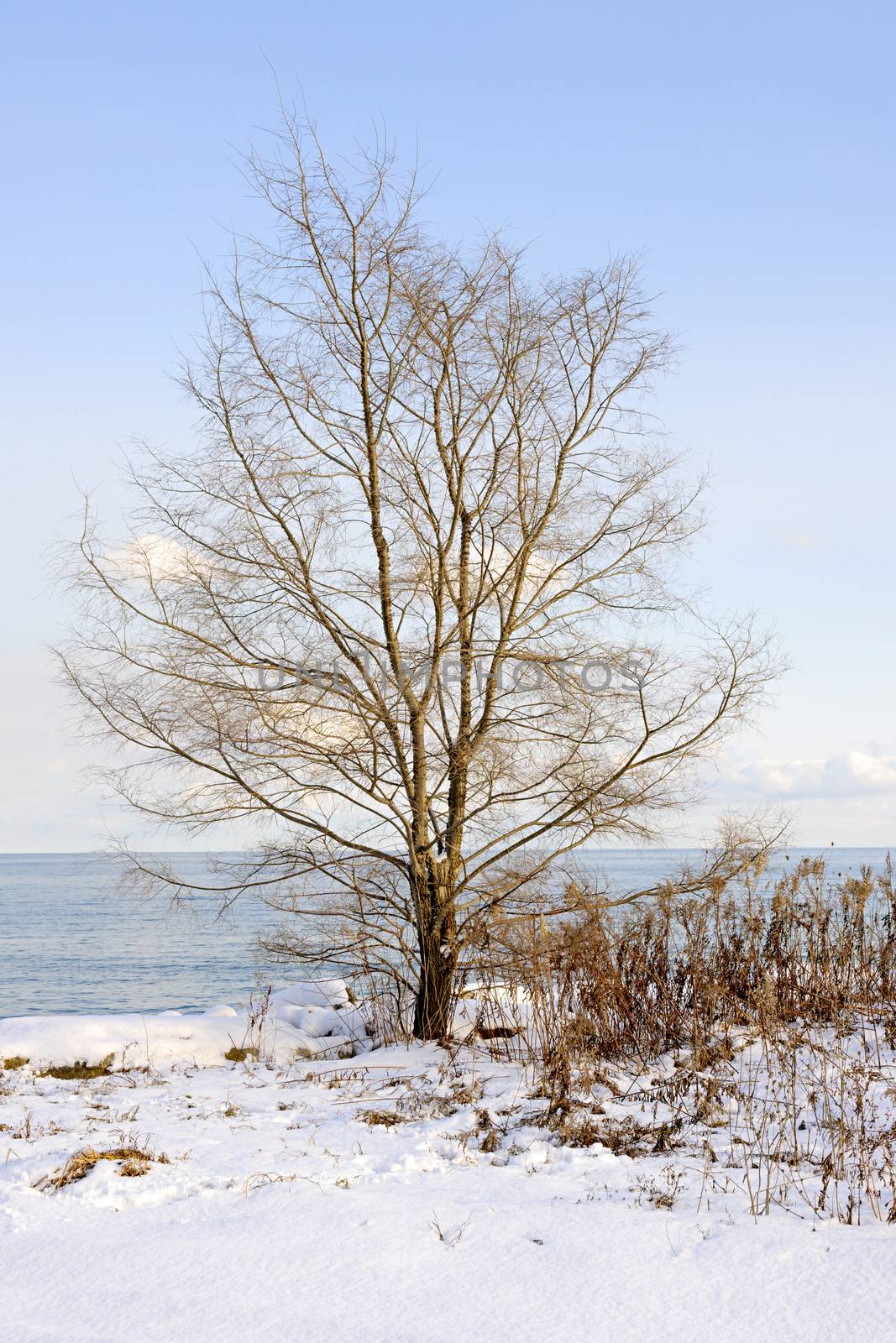 Single tree on snowy winter shore of lake Ontario in Sylvan park Toronto