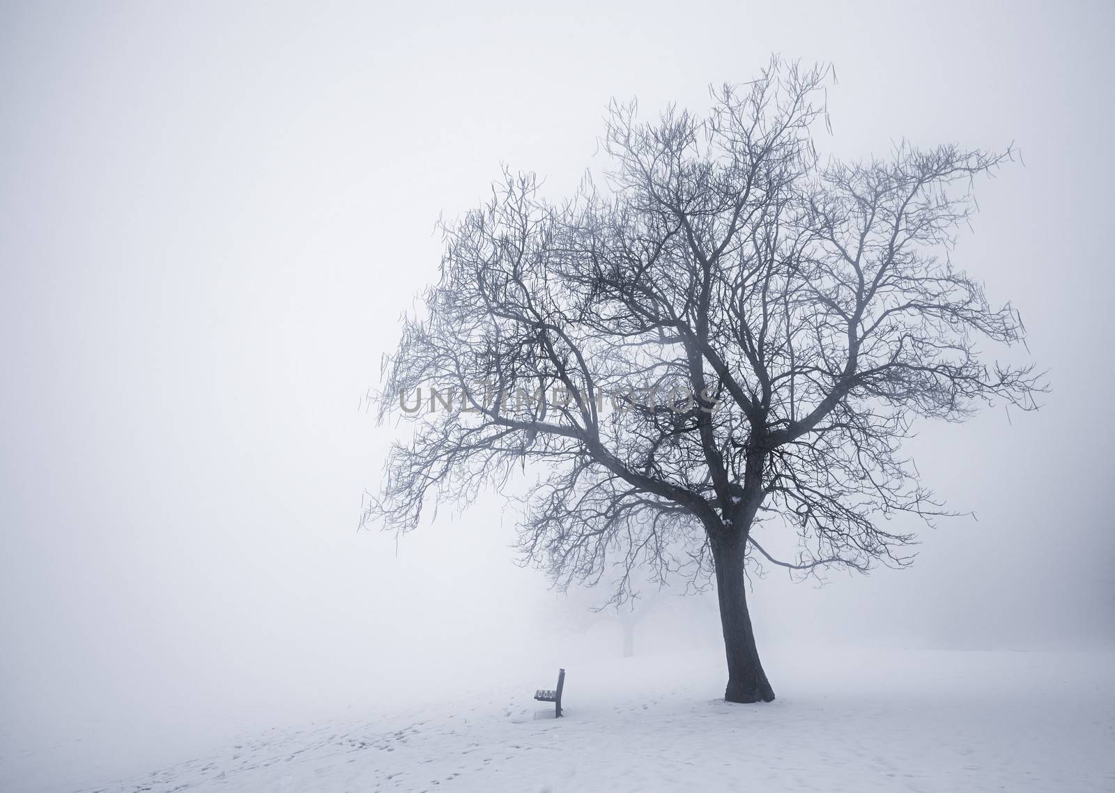 Winter scene of leafless tree and park bench in fog