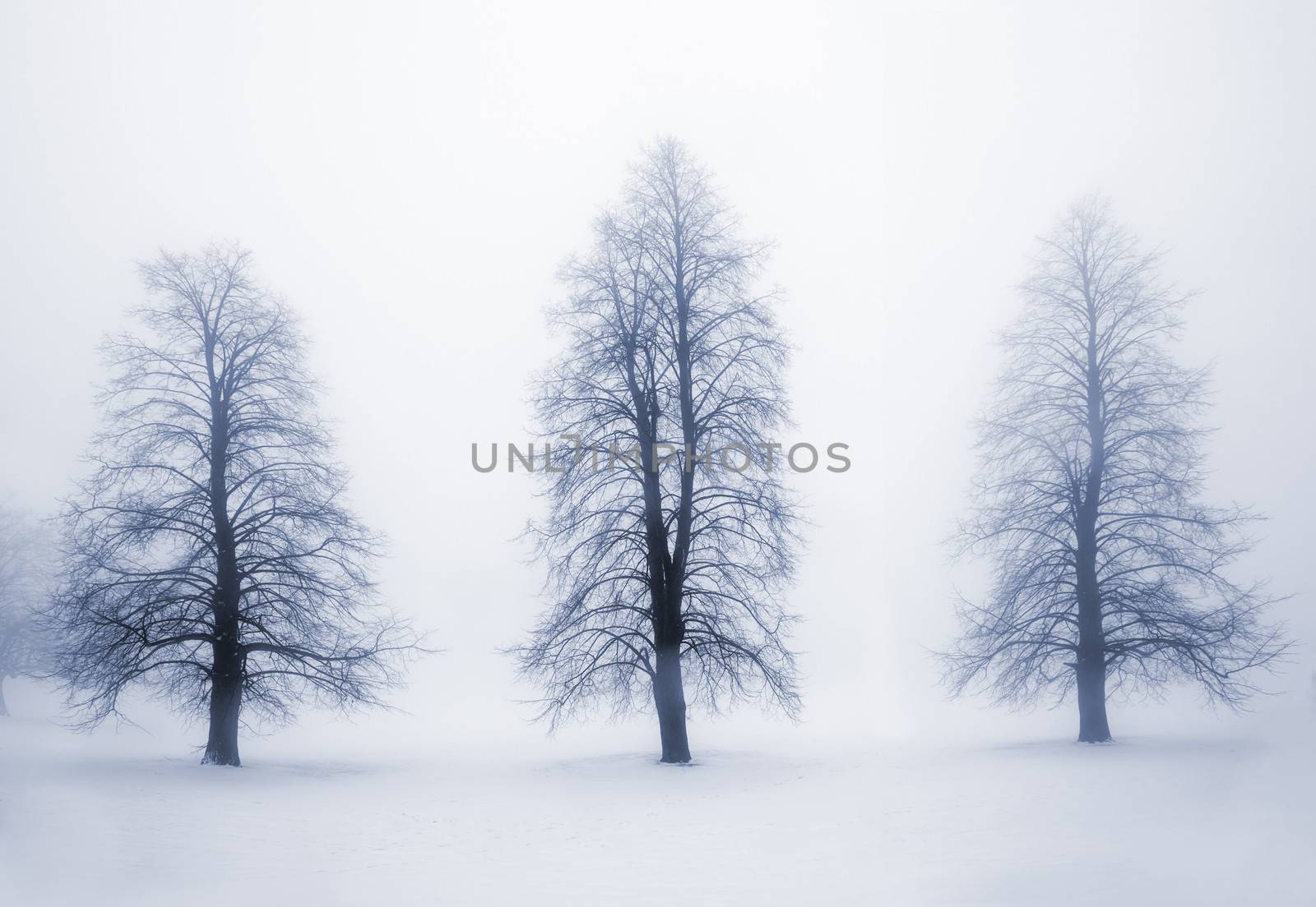 Foggy moody winter scene with leafless trees