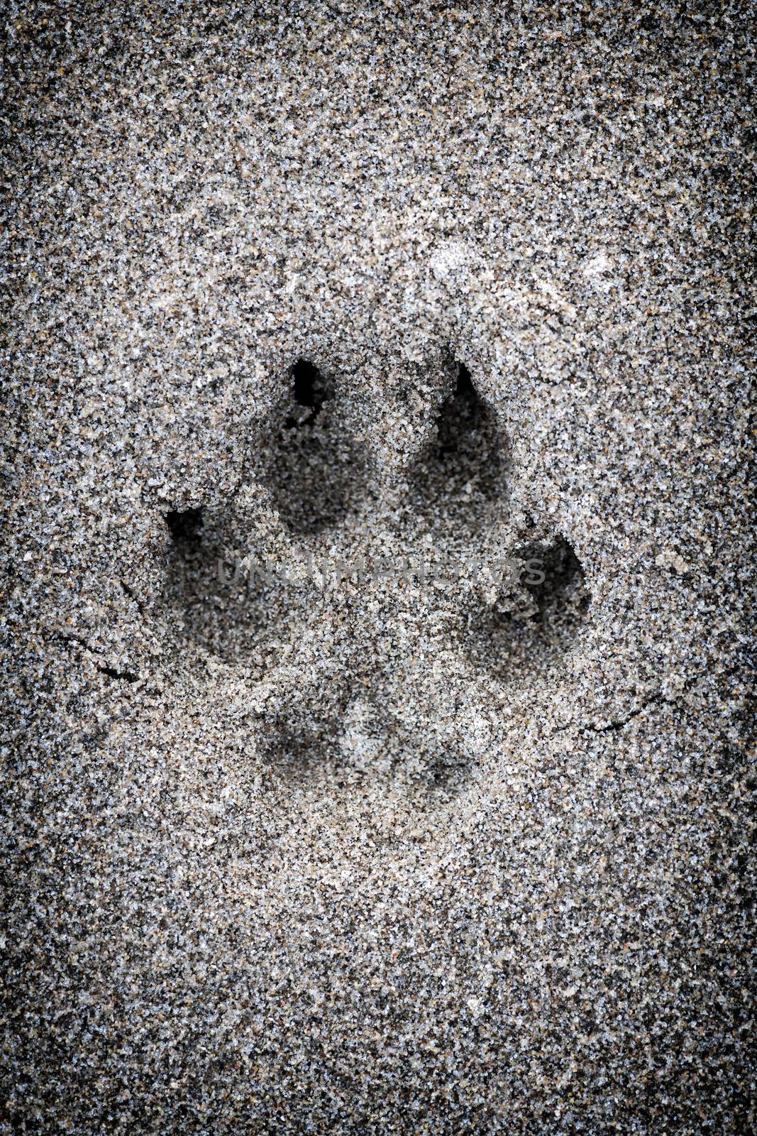 Paw print in sand by elenathewise