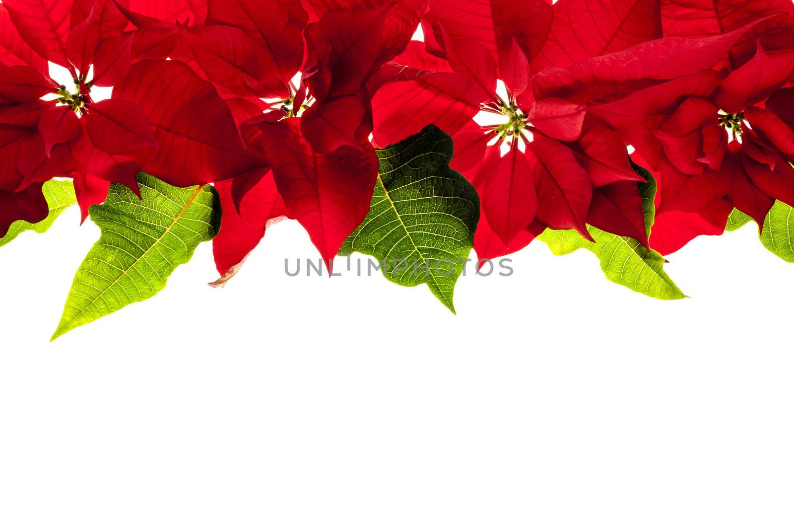 Christmas border of red poinsettia plants isolated on white background