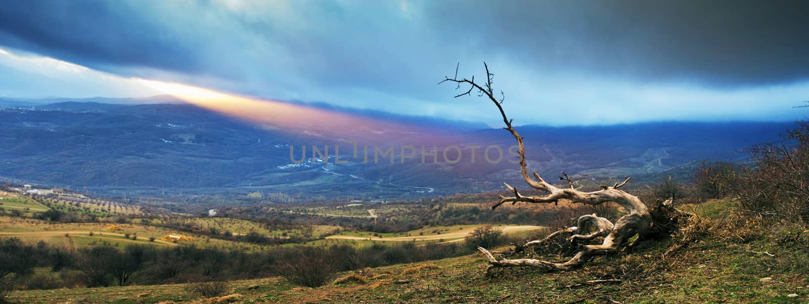dramatic landscape with lonely dry tree by dolnikow