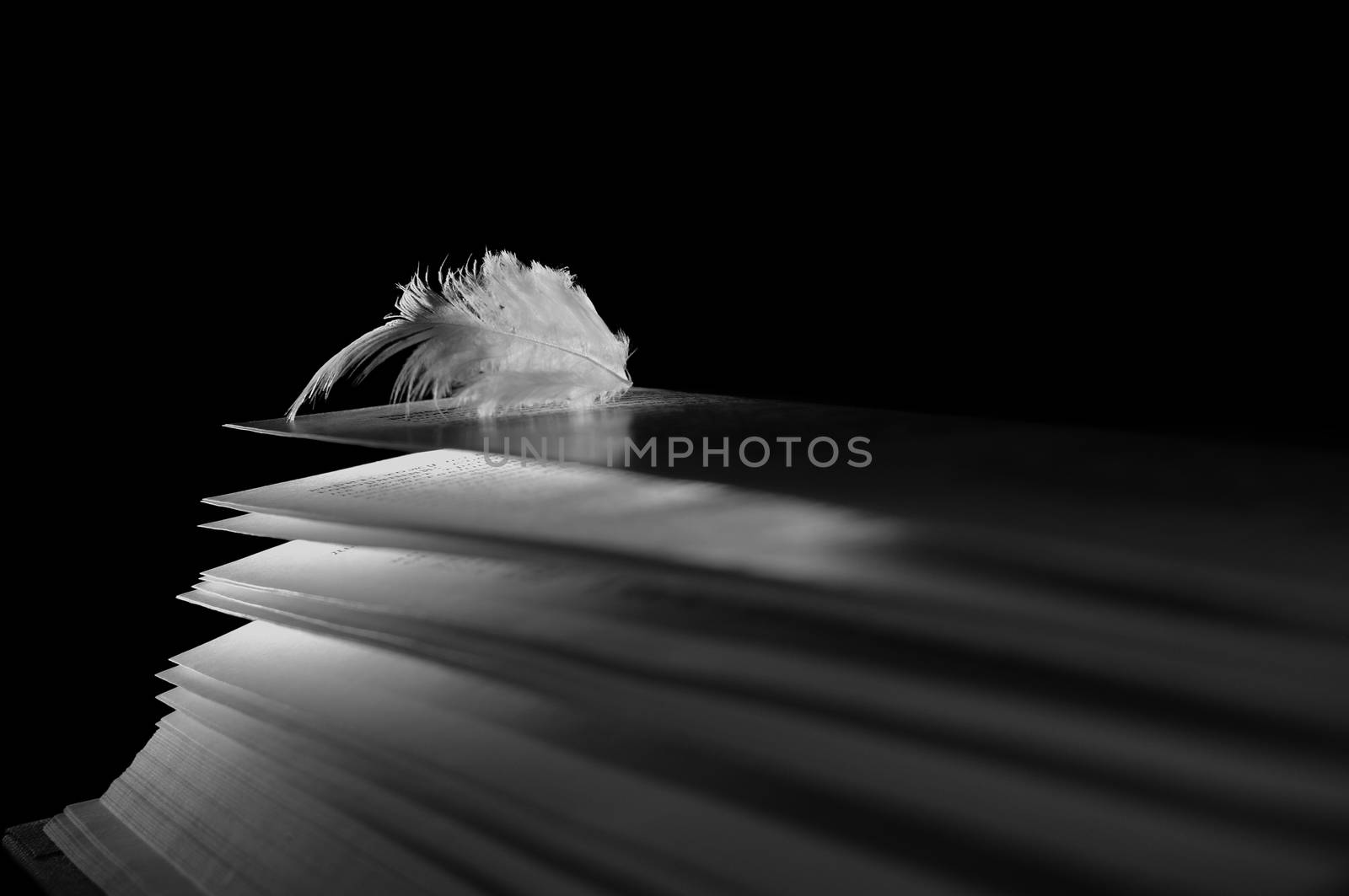 angel feather lying on the pages of an open book