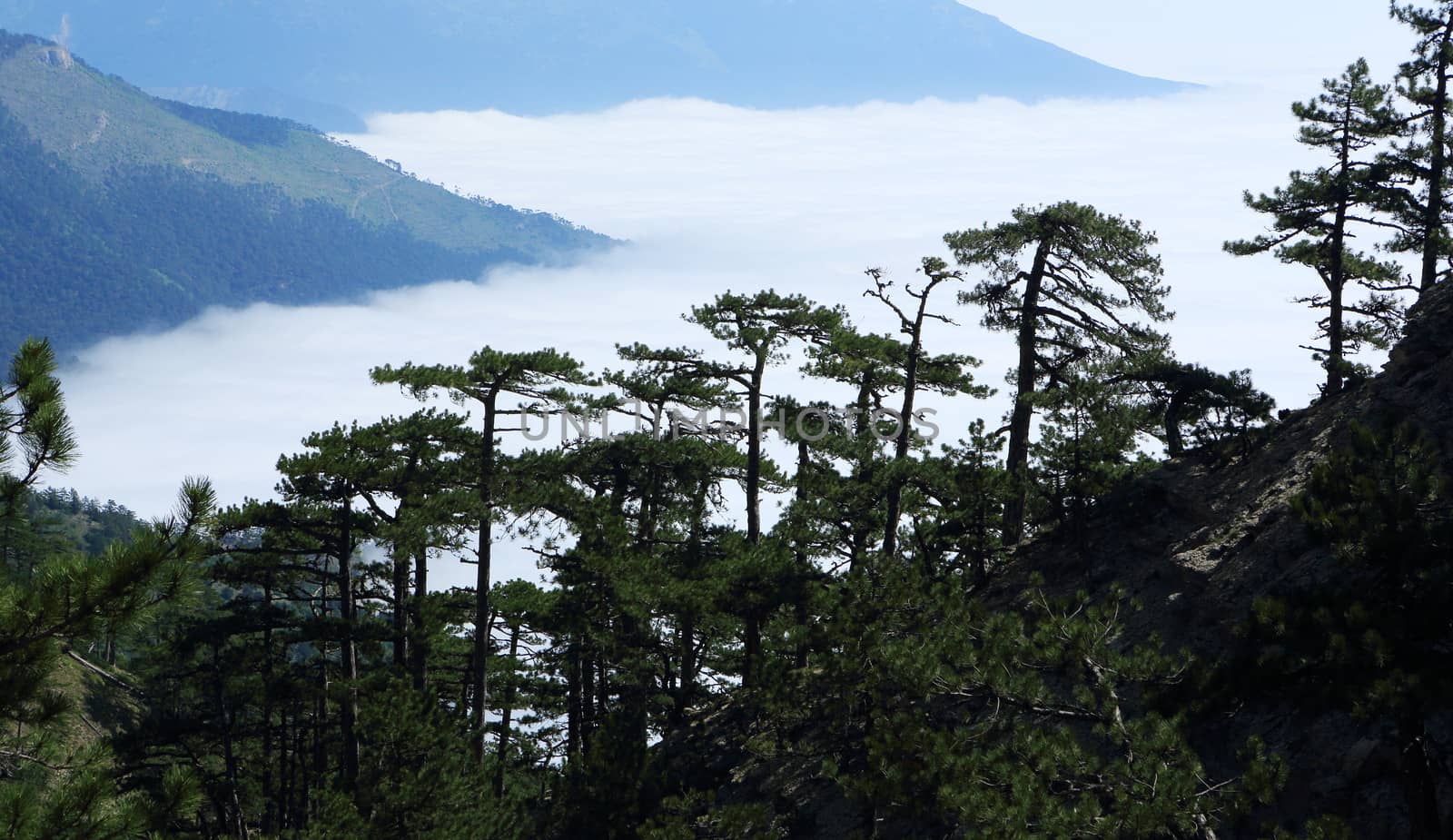 Clouds on the hillside. Coniferous forest. Tarahtash path. Crimea, Ukraine.