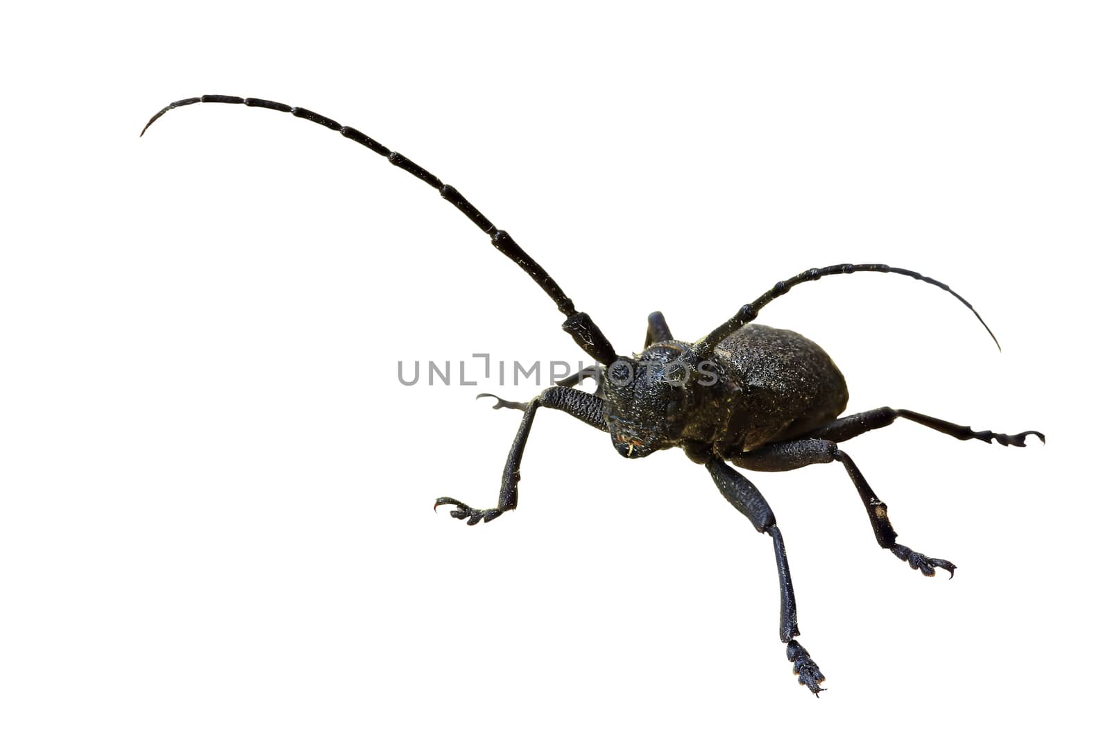 European longhorn beetle Morimus on the white background. (Morimus Verecundus)

