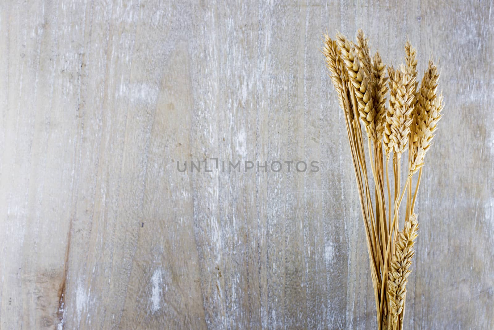 wheat plants with wooden background